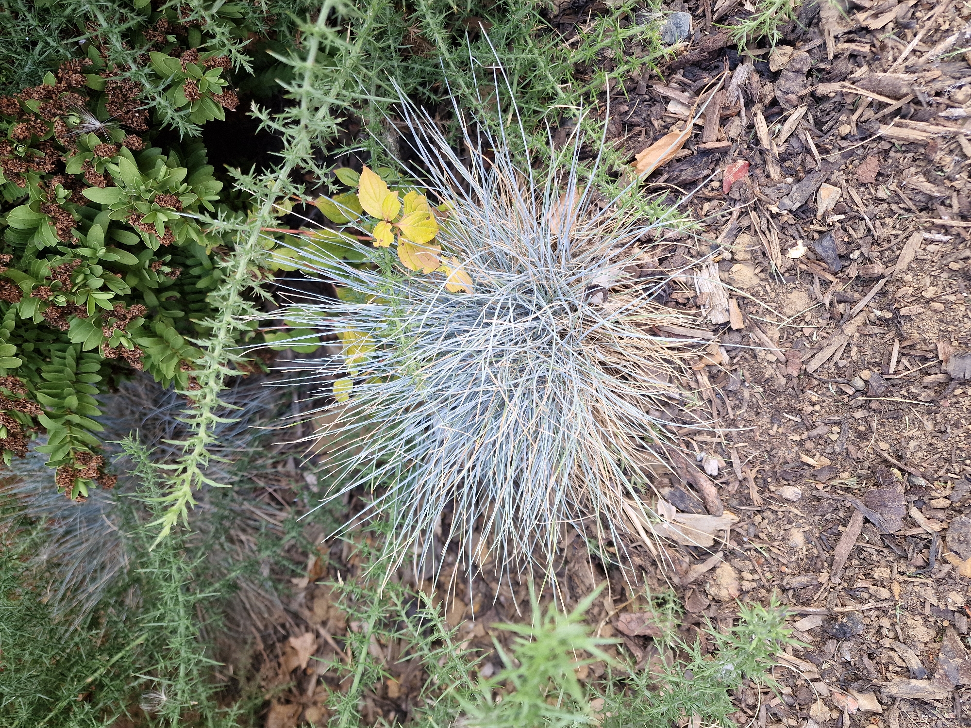 The image shows a close-up view of a garden bed in Canterbury, United Kingdom. The primary subject is a clump of ornamental blue-green grass with fine, spiky blades. Surrounding the grass are other plants with green, spiky leaves and a bush with small, oval green leaves and dried brown seed pods. The ground is covered in mulch, consisting of wood chips, bark, and soil. The overall impression is one of a well-maintained garden, likely in a residential or public space. There are no people or animals visible in the image.