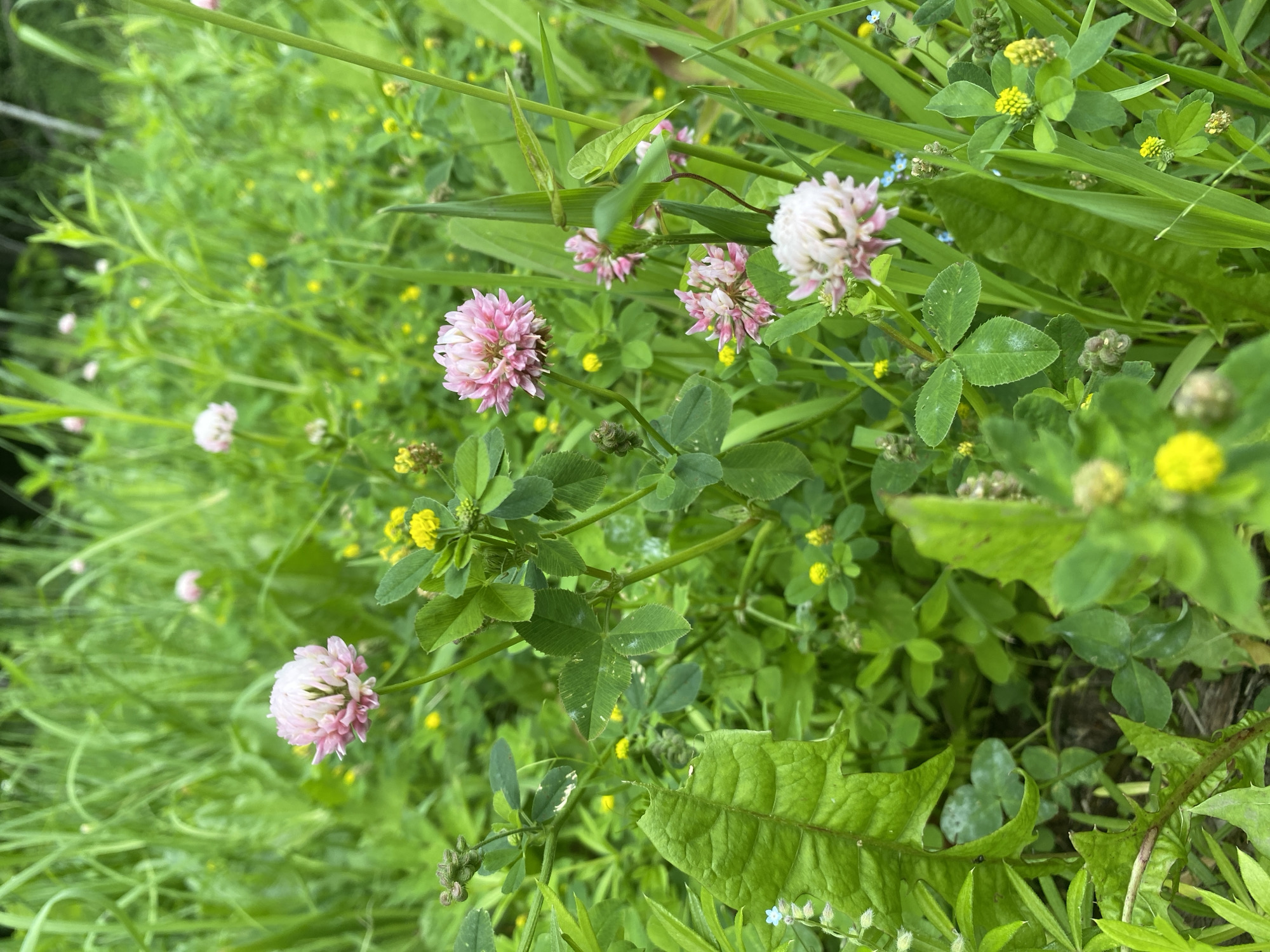 This is a close-up, eye-level photograph of a patch of wild clover and other low-lying green vegetation. The dominant subjects are several round, pale pink clover flowers in various stages of bloom, along with clusters of small yellow flowers. The clover leaves are distinctly trifoliate and some show light speckling. The background is a dense blur of green grass and foliage, suggesting an outdoor natural setting. There are no people or animals visible. The image is likely taken in a meadow, park, or along a roadside. The specific location in Ufa, Russia cannot be determined from the visual information provided.