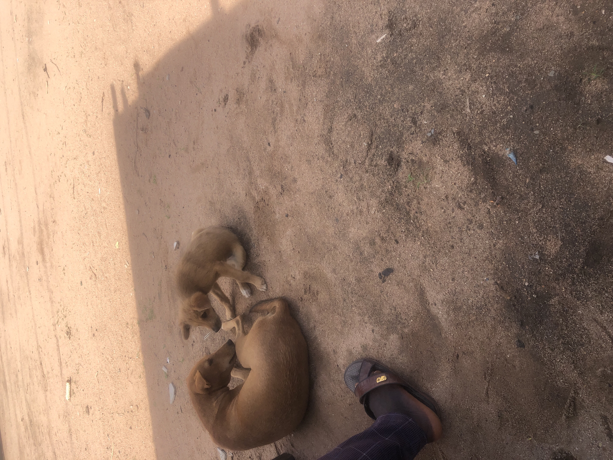 The image depicts two dogs on a sandy ground in Jalingo, Nigeria. The larger dog, with brown fur, is curled on its side facing left, while a smaller, lighter-colored puppy sits facing the larger dog, with its head and front paws towards it. A person's left foot, wearing a dark sandal with a metallic buckle, is visible in the lower-left corner of the frame, indicating human presence near the dogs. The ground is composed of coarse sand with scattered debris, including small stones, twigs, and what appears to be a piece of white material. A distinct shadow, cast by an unseen object or structure, falls across the sandy ground from the upper right to the lower center of the image, suggesting an outdoor setting likely during daylight. The overall scene is a candid moment capturing the interaction between two domestic animals in a common urban or peri-urban environment.
