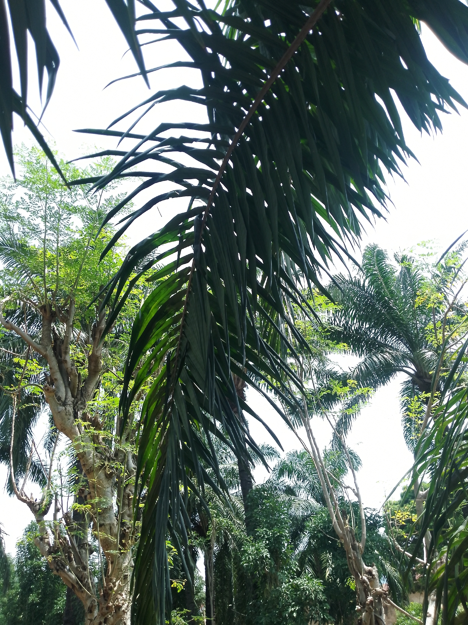 A close-up shot captures a cluster of palm trees in Serti, Nigeria, silhouetted against a bright, overcast sky. The foreground is dominated by the dark green fronds of a palm tree, angled downward and slightly to the left, with a thin, brown vine or branch crossing through the leaves. Behind these fronds, more palm trees are visible, their feathery leaves a lighter green. In the midground, the textured, greyish-brown trunk of a large tree stands out, with sparse, light green foliage branching upwards. The overall impression is of a dense, tropical environment, with the bright sky suggesting it is daytime.