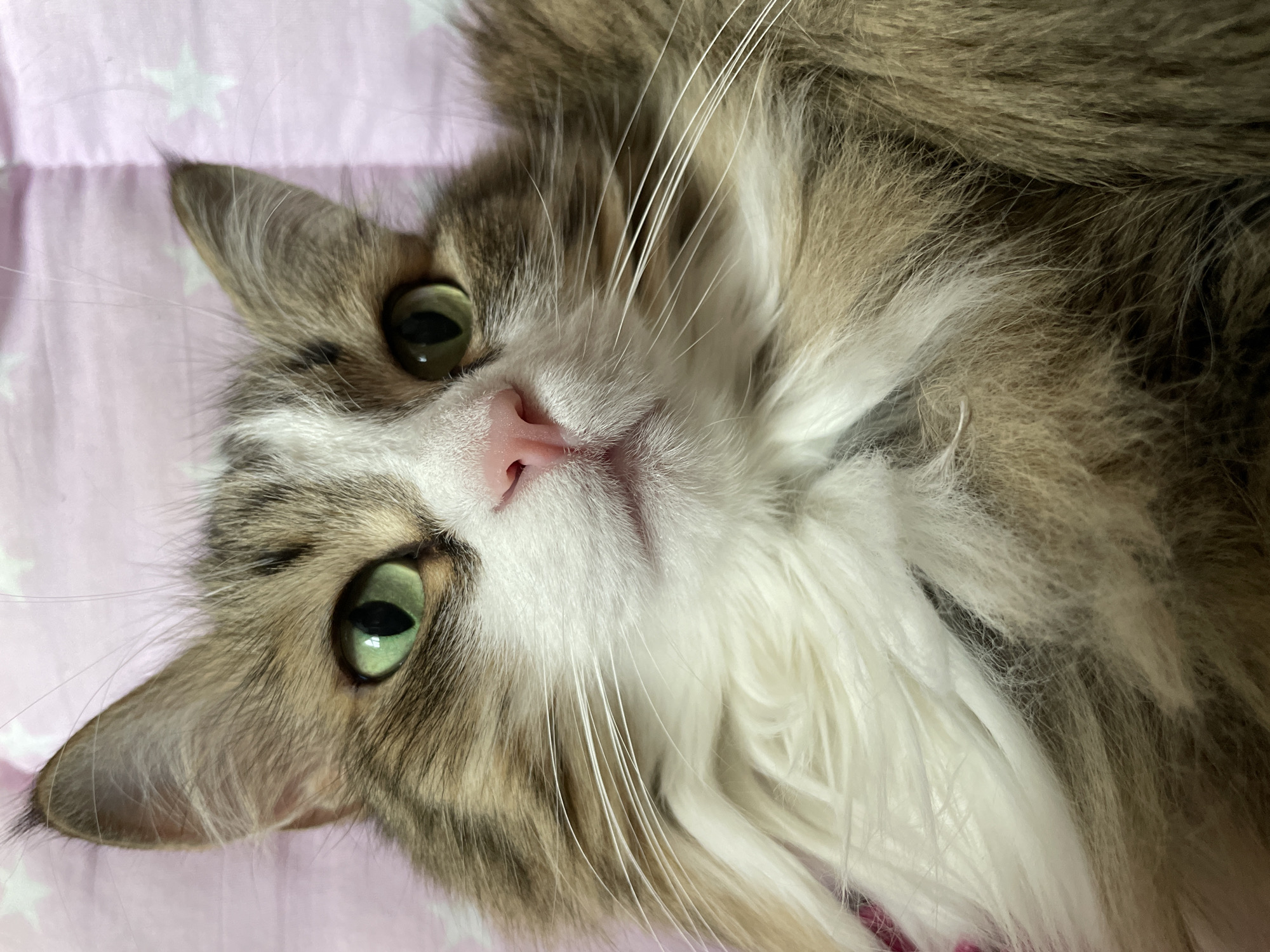 A close-up photograph shows a medium-haired cat lying on its back on a pink surface with white star patterns. The cat has green eyes and a pink nose. Its fur is a mix of brown, gray, and white. White whiskers extend from its face.
There is no information about the location being Izhevsk, Russia, or any information related to people, subjects, objects, actions, or interactions.