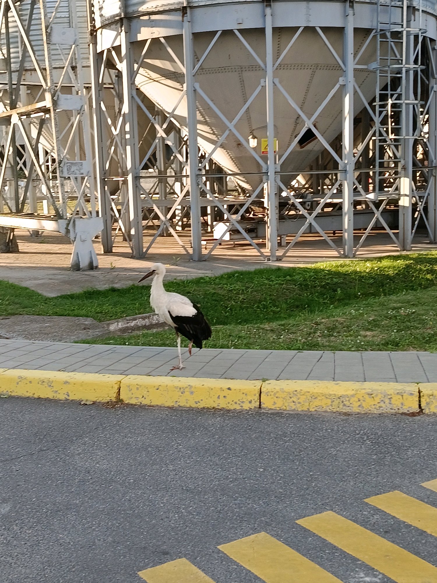 The image shows a white and black stork standing on a sidewalk in front of industrial silos. The stork is facing to the left and is standing on its right leg, with its left leg bent. The sidewalk is made of grey tiles and is bordered by a yellow curb. Behind the sidewalk is a grassy area, and behind the grass are large, white metal silos with a lattice-like structure. In the foreground, there is an asphalt road with yellow painted lines, suggesting a crosswalk or traffic lane marking. The lighting suggests it is daytime, with shadows cast by the silos. The scene appears to be in an industrial or agricultural area.