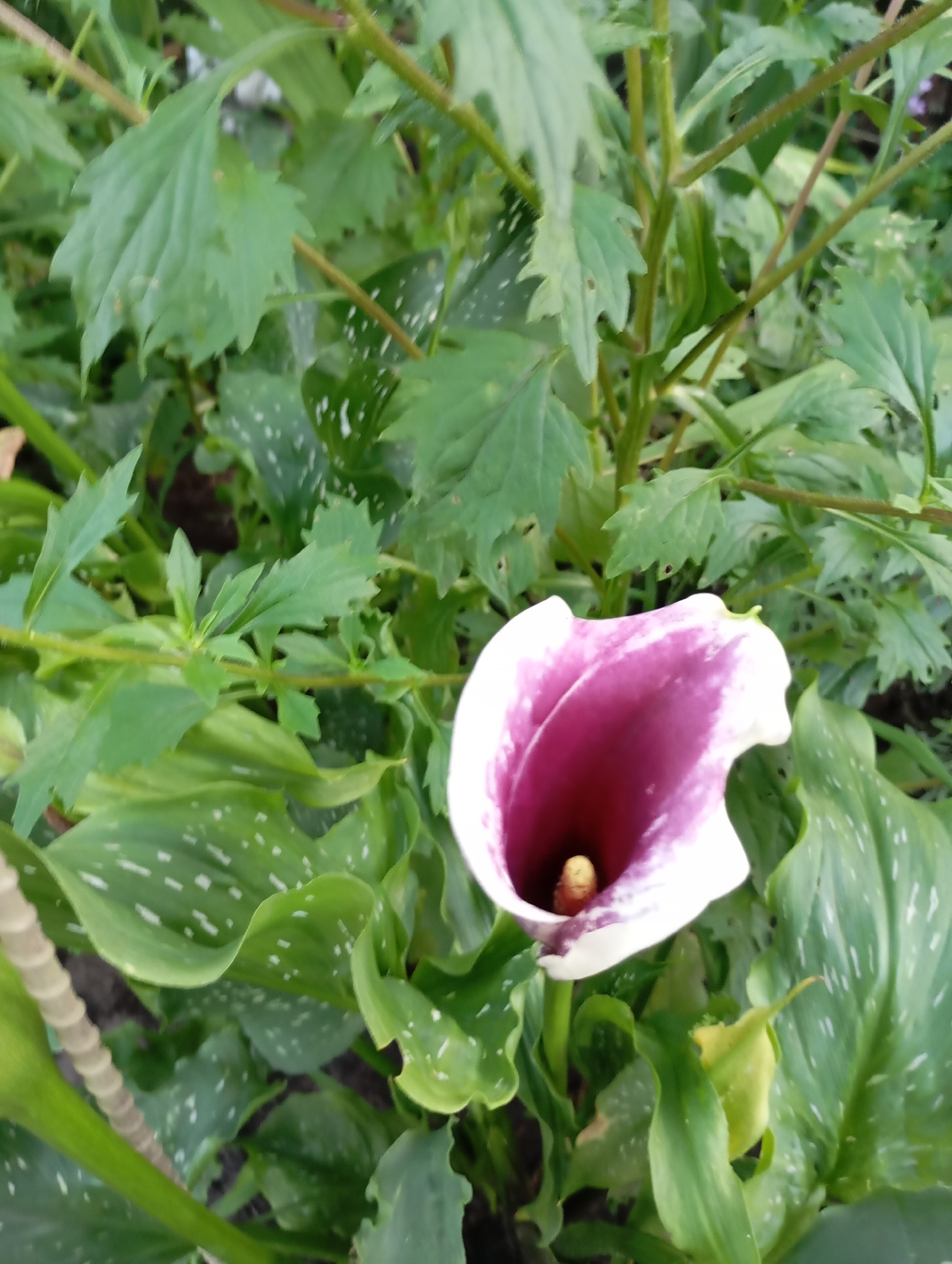 The image shows a close-up view of a calla lily flower with a deep purple interior and white outer petals. The flower is surrounded by lush green foliage, some of which has distinctive white speckles. The background is a blur of green leaves and stems, suggesting an outdoor garden setting. There are no people or animals visible in the image. The lighting appears natural, indicating it was taken during the daytime. The scene is set in a garden within the city of Horishni Plavni, Ukraine.