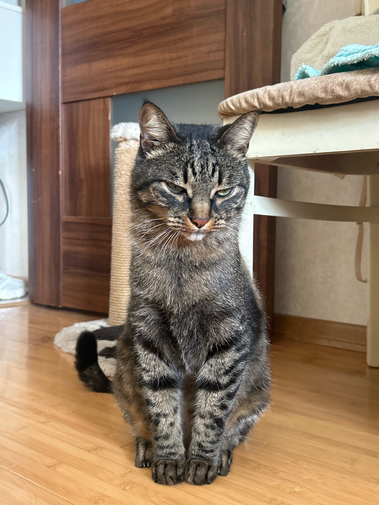 A tabby cat with green eyes and a stern expression sits on a wooden floor in front of a scratching post. The cat is facing the camera, with its paws tucked beneath it. Behind the cat, a wooden door and a shelf with blankets can be seen. The scene appears to be indoors, possibly in a home.