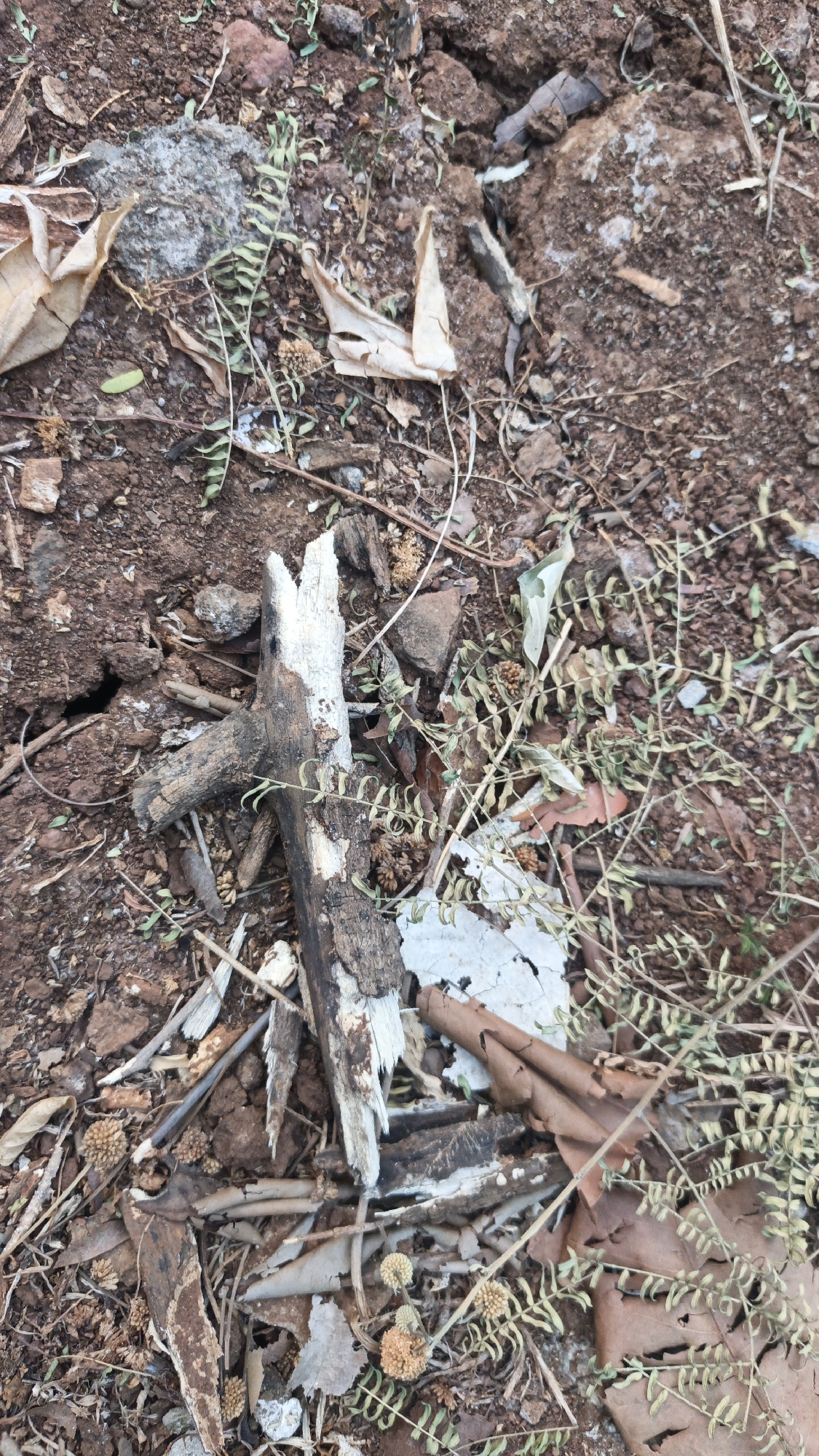 The image shows a close-up view of the ground in Kandangmas, Indonesia. The ground is composed of dark brown soil with scattered rocks, dry leaves, and small pieces of dried vegetation. A broken, white-tipped wooden stick lies horizontally in the center of the frame, with a smaller, branch-like piece extending to the left. Some dried, feathery plants with small, round seed heads are visible throughout the scene, along with larger, brown, curled leaves. The overall impression is of a dry, natural ground surface.