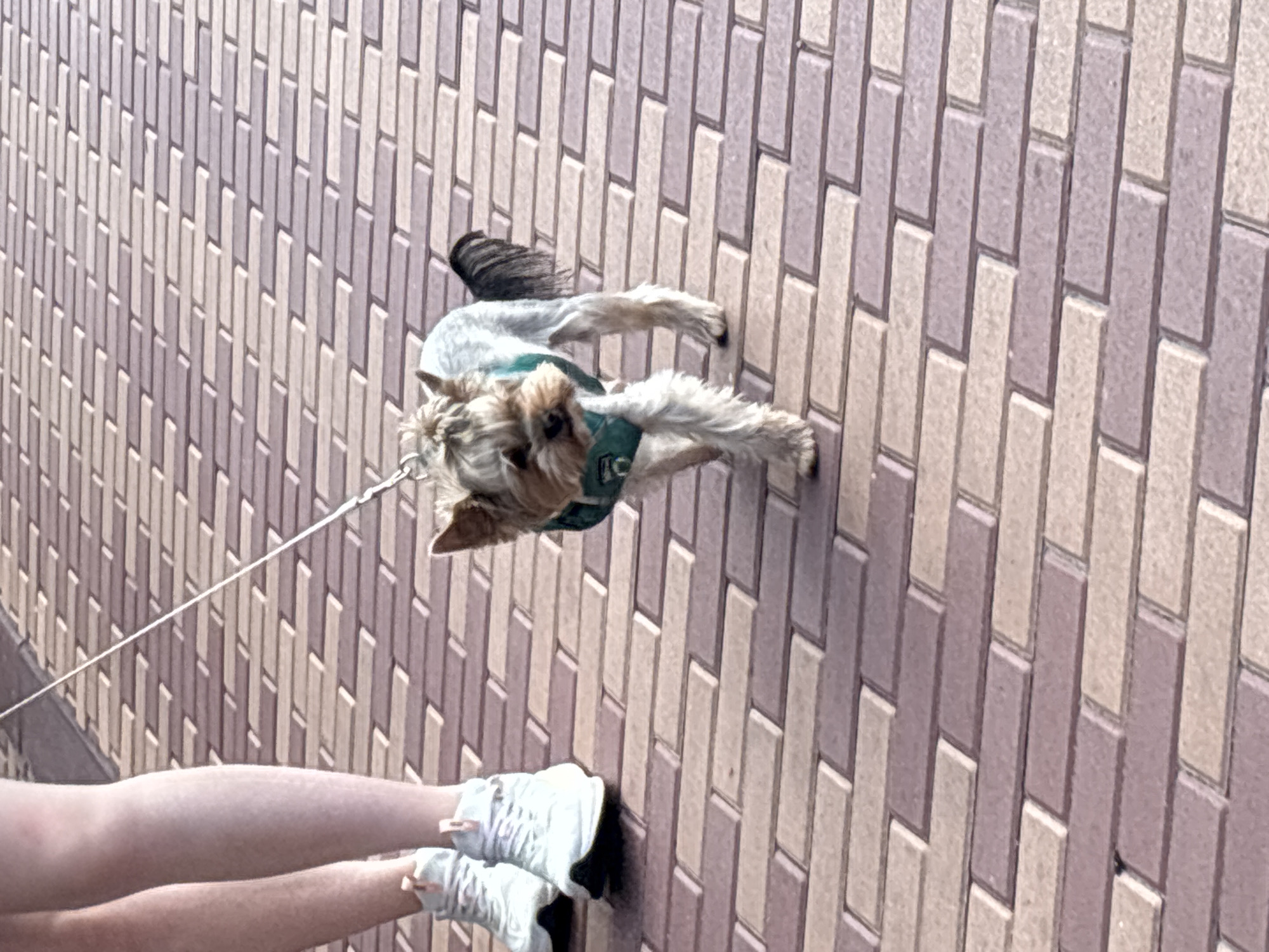 A Yorkshire Terrier is being walked on a leash by its owner along a brick pathway in Zakharovo, Russia. The dog is wearing a green harness and is walking towards the camera. The owner's legs and feet, wearing white sneakers, are visible on the left side of the image. The pathway is made of rectangular bricks arranged in a staggered pattern, with alternating colors of light tan and pinkish-grey. The lighting suggests it is daytime.