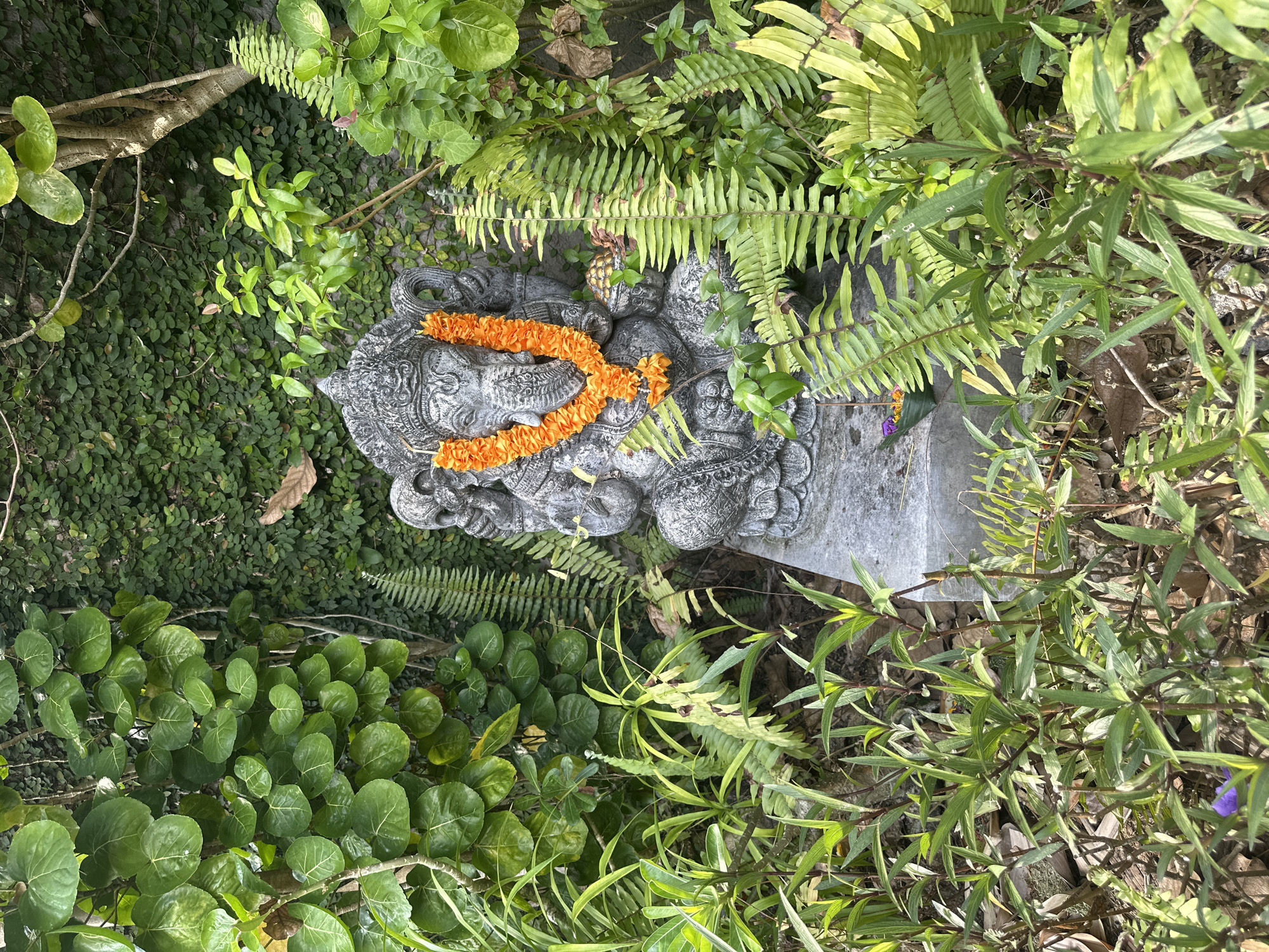 A stone statue of Ganesha, adorned with an orange marigold garland, sits in a lush, green garden. The statue is positioned on a stone pedestal, partially obscured by various plants, including ferns and broad-leafed foliage. Behind the statue, a wall is covered in dense, small green leaves. The scene suggests a serene outdoor setting, possibly a temple or a tranquil garden area in North Kuta, Indonesia. The lighting indicates it is daytime, with sunlight filtering through the leaves.