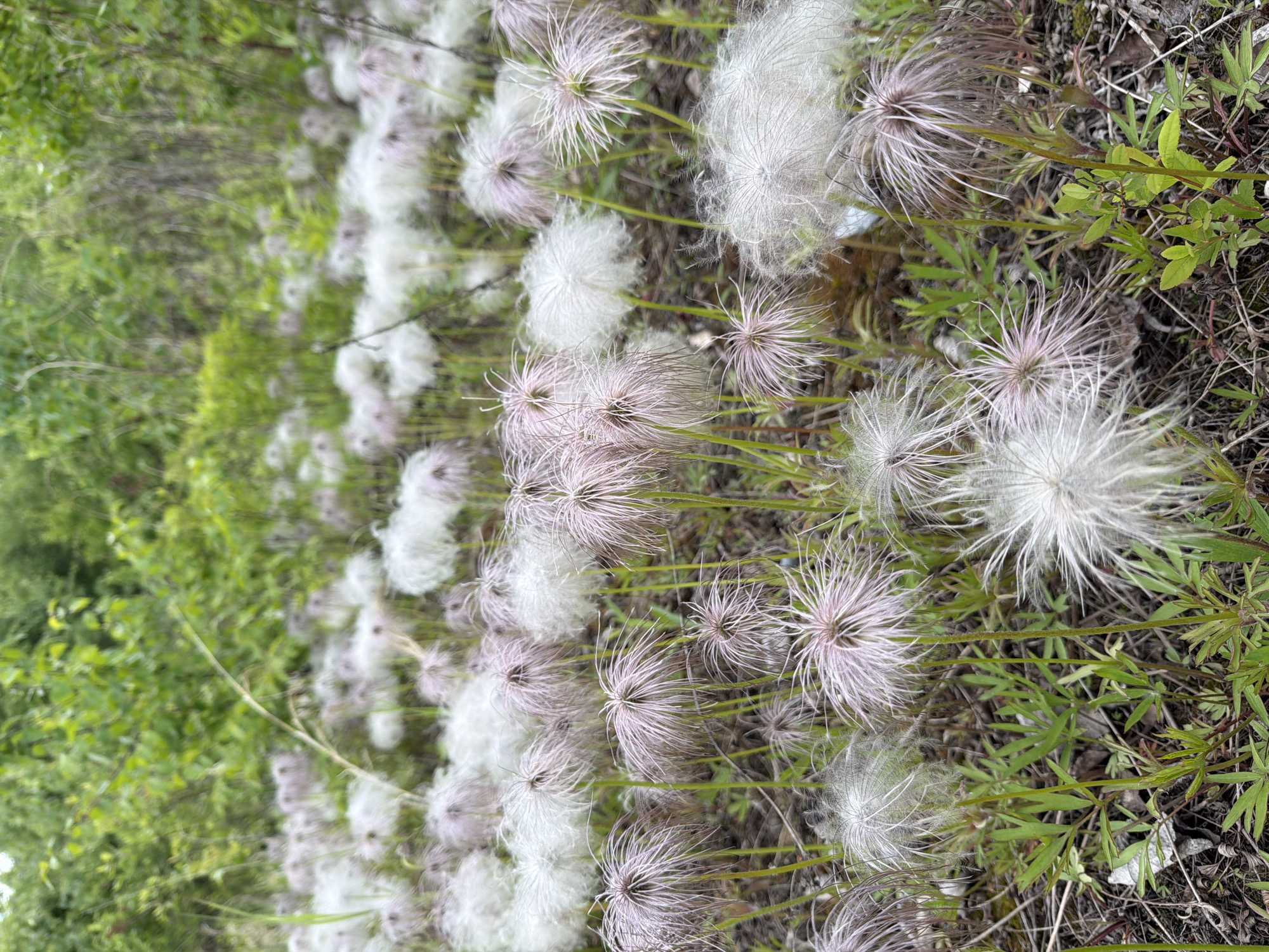 The image shows a field of pale purple and white fluffy flowers, likely Pasqueflowers (Pulsatilla), in varying stages of bloom and seed dispersal. The flowers have delicate, feathery seed heads, some with long, wispy tails. They are growing in a natural setting with dry grass and green foliage in the background. The environment suggests an outdoor, possibly wild or naturalized area. There are no people or animals visible in the image. The lighting appears to be natural daylight, possibly overcast given the soft shadows. The depth of field is shallow, with the foreground flowers in sharp focus and the background becoming progressively blurred. There is no information in the image to indicate a specific location within the city of Trek, Russia.