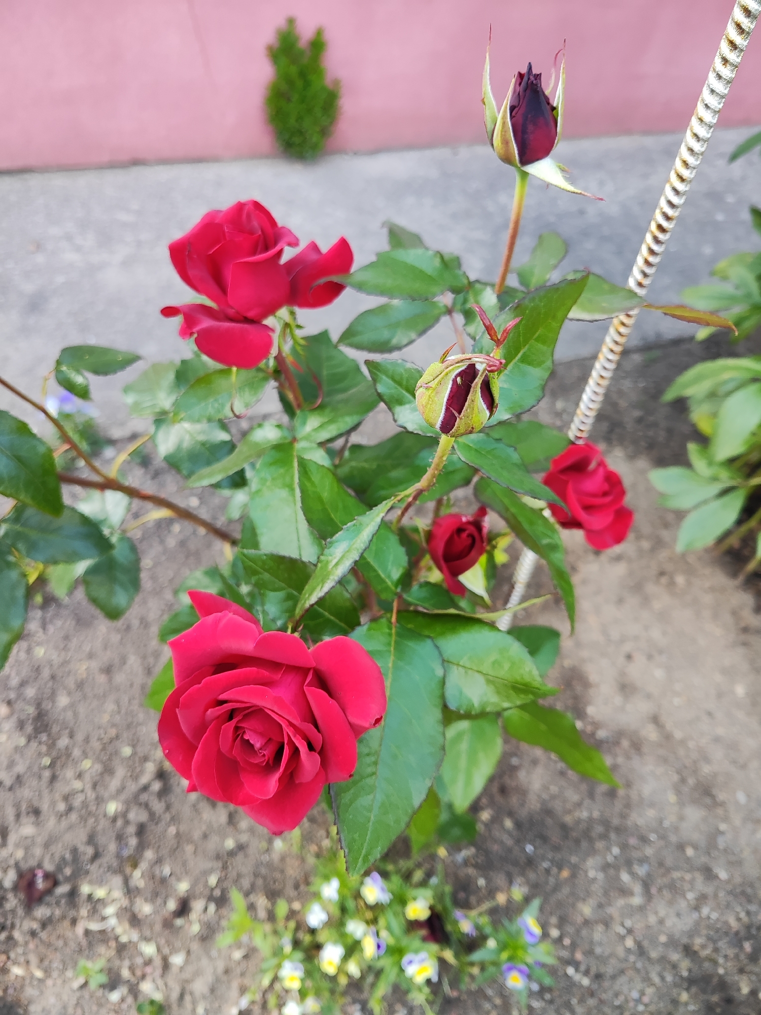 This media file features a close-up view of a vibrant red rose bush with multiple blooms and buds. The main subjects are the red roses, which are in various stages of bloom, from tightly closed buds to fully opened flowers. The leaves are a rich green, indicating a healthy plant. In the background, a pink wall and a blurry green shrub are visible, suggesting an outdoor garden setting. A decorative white metal stake is also present, propping up one of the rose branches. The ground beneath the plant is composed of soil and small pebbles, with a cluster of small, multi-colored flowers (likely pansies) visible in the lower portion of the frame.
There is no discernible activity or event taking place other than the natural growth and blooming of the roses. The lighting suggests it is daytime, likely a sunny day given the brightness and the clarity of the colors. There are no people present in the image. No text is visible. The overall impression is one of natural beauty and a well-tended garden. The location context provided is Gvardeysk, Russia, which aligns with the typical appearance of an outdoor garden in a temperate climate.