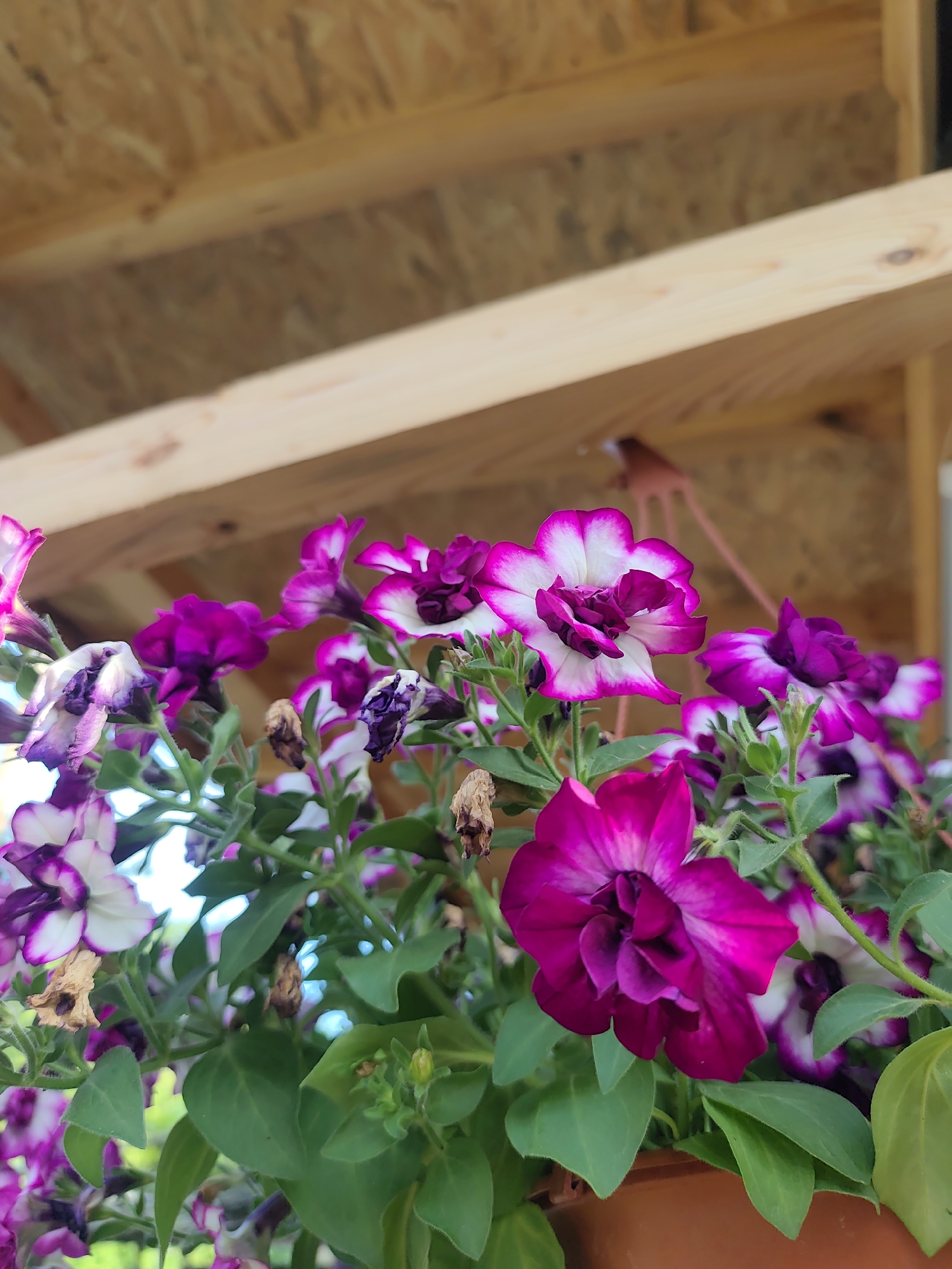 The image shows a close-up of a hanging pot of petunias with purple and white flowers. The pot is suspended from a wooden structure with exposed plywood on the ceiling. Some of the flowers are faded or dried. The location is not discernible from the image.