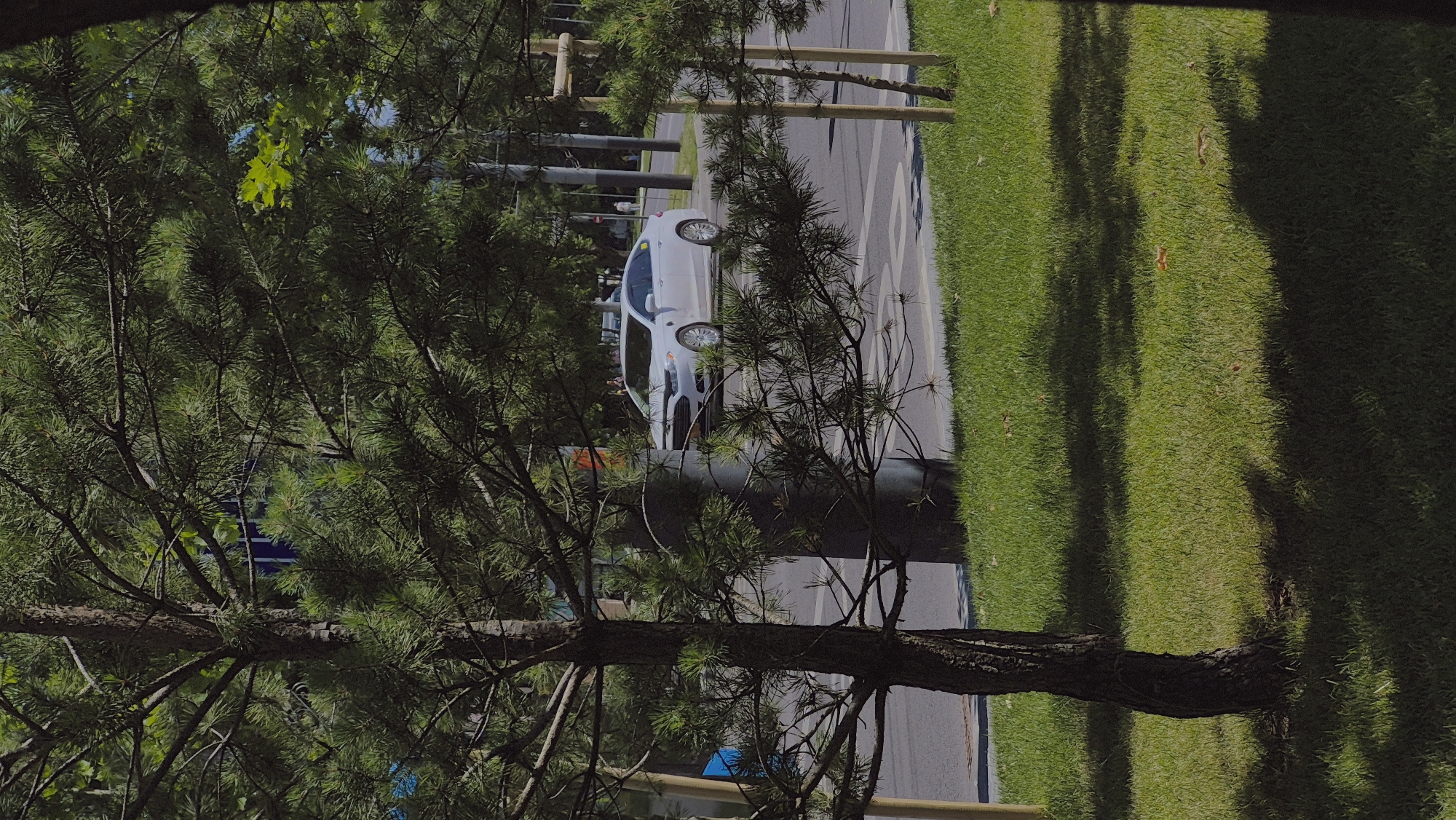In a sun-dappled park in Chișinău, Moldova, a white Ford Fusion sedan is parked on the side of a road that runs alongside a grassy area. The car is positioned on a paved surface, partially visible behind the trunk and branches of a young pine tree in the foreground. Lush green grass covers the ground in front of the car and extends into the foreground, with scattered shadows from trees creating a textured pattern. The background features more trees, utility poles, and the suggestion of buildings or structures beyond. The overall scene depicts a quiet urban park setting on a clear day.