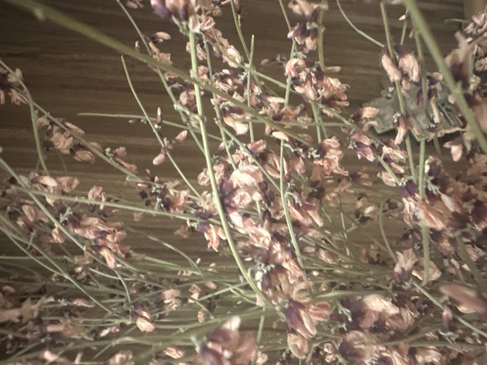 The image shows a close-up, vertical shot of dried, pink and purple flowers on thin green stems. The background is a wooden surface with vertical grain. There are no people or discernible actions in the image. The scene appears to be an indoor arrangement of dried flowers. The location in Maladzyechna, Belarus is not evident from the visual information provided in the image.
