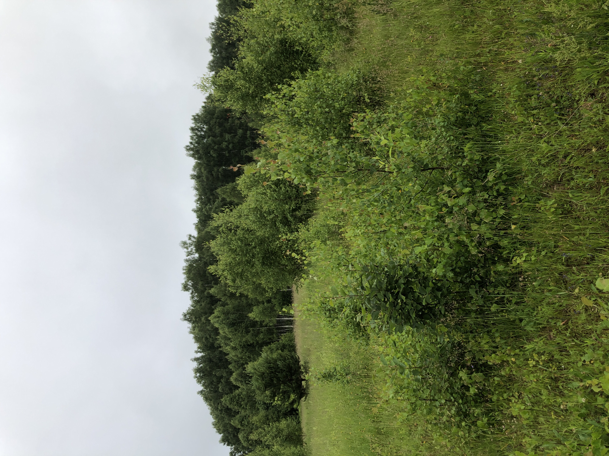 A frontal, medium-shot, eye-level photograph depicts a natural landscape on an overcast day. The foreground consists of a field of tall green grass with scattered wildflowers and small bushes. In the midground, a dense cluster of green bushes and saplings is visible. Beyond this, a meadow stretches out, dotted with trees of varying sizes. The background is dominated by a thick, dark green forest that forms a rolling line against the pale, cloudy sky. The overall impression is one of a wild, undeveloped natural area. This scene is located in Zhukovo, Russia.