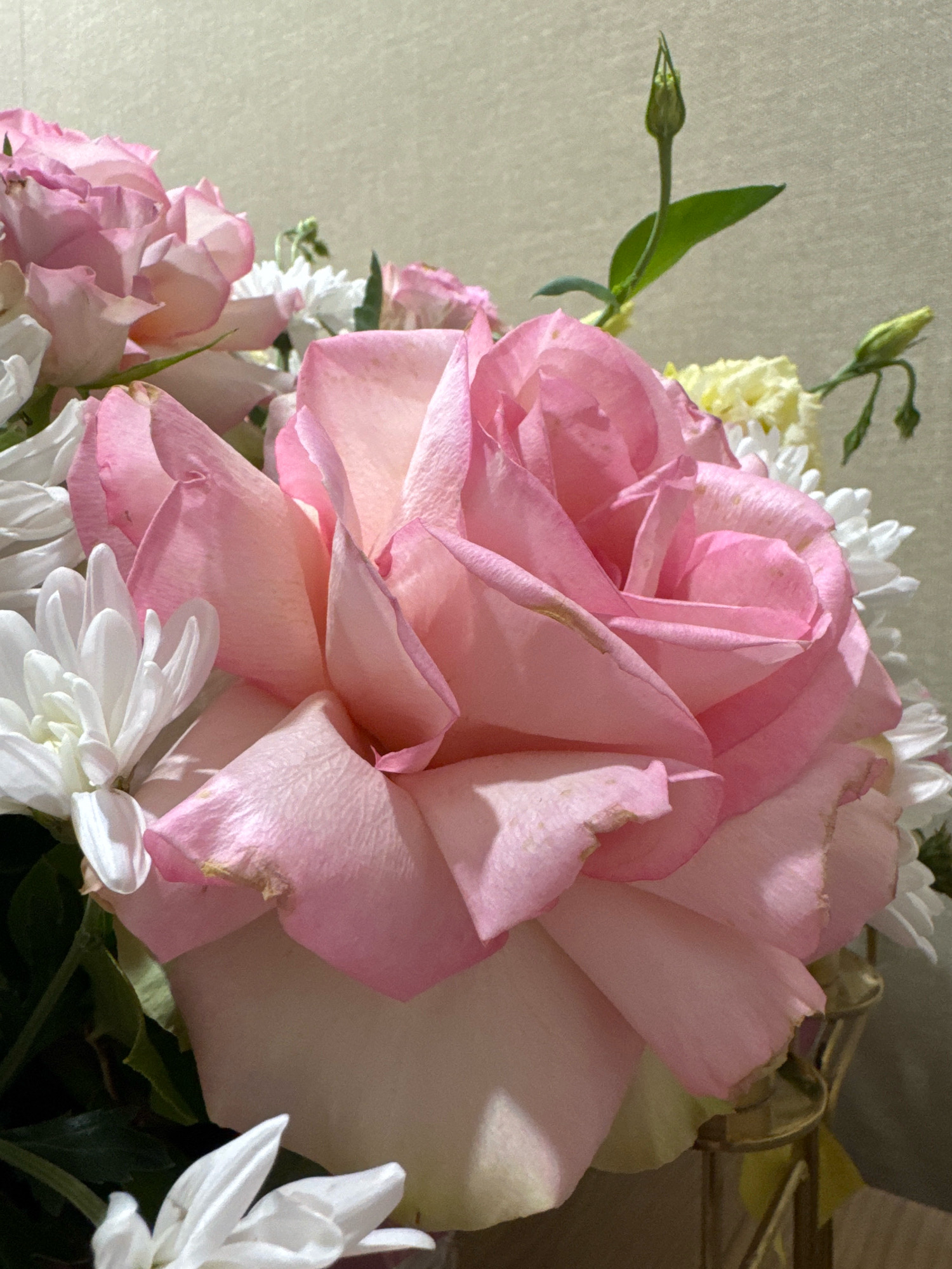 A close-up, macro photograph captures a bouquet of flowers, predominantly pink roses and white chrysanthemums, set against a textured beige background. The lighting is soft, highlighting the delicate petals and their subtle color variations. Some of the rose petals show slight browning at the edges, suggesting they may not be freshly cut. The bouquet is partially visible, with a glimpse of a gold-colored vase at the bottom right. The image does not provide any information about a specific location in Захарьино, Russia, nor does it depict any people, actions, or interactions.