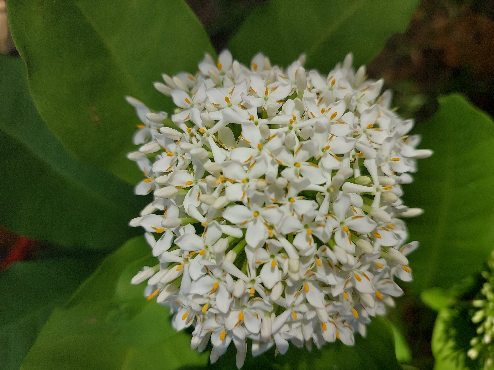 The image shows a close-up, high-angle shot of a cluster of small white flowers with yellow stamens, arranged in a dense, spherical inflorescence. The flowers are set against a background of out-of-focus green leaves. The lighting suggests it is daytime, likely in an outdoor setting. The specific location of Baan Mae Nam, Thailand, is noted as a potential context for this scene. There are no people or specific actions depicted. The scene is natural and botanical.