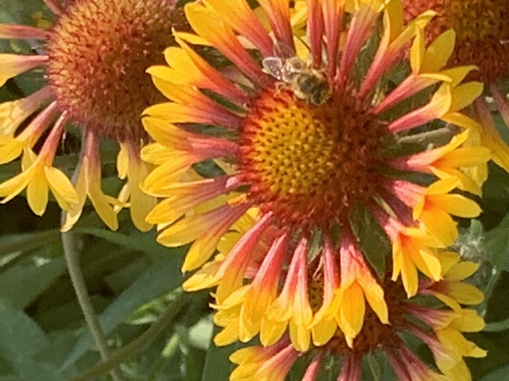 A close-up shot shows two Gaillardia flowers, commonly known as blanket flowers, with a bee on one of them. The flower in the foreground is predominantly yellow and red, with its petals fanning outwards from a central disc. The bee, a small insect with segmented body and wings, is positioned on the reddish-brown center of the flower, possibly collecting nectar. The background consists of blurred green foliage, suggesting an outdoor setting. The lighting is bright, highlighting the vibrant colors of the flowers and the details of the bee.
