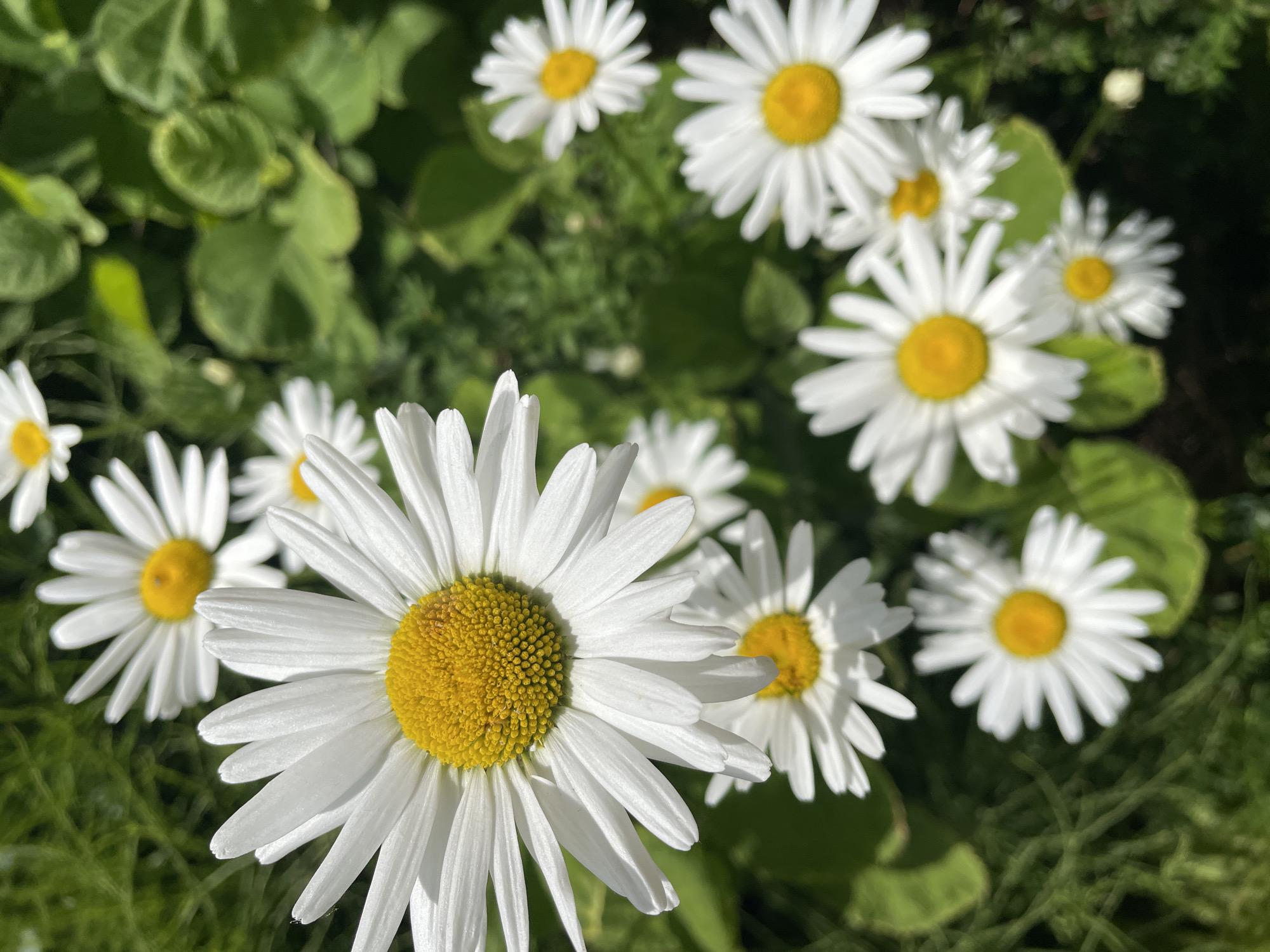 A close-up, high-angle outdoor shot in Емельяново, Russia, depicts a cluster of white daisies with prominent yellow centers, bathed in direct sunlight. The dominant subject is a large daisy in the upper-left foreground, sharply in focus, showcasing its numerous white petals and a textured, golden-yellow central disc composed of tiny florets. Several other daisies are visible in the midground and background, appearing progressively softer in focus, maintaining the white petal and yellow center morphology. Lush, green foliage, largely out of focus, forms the background, suggesting a garden or natural setting. No human presence or artificial objects are discernible.