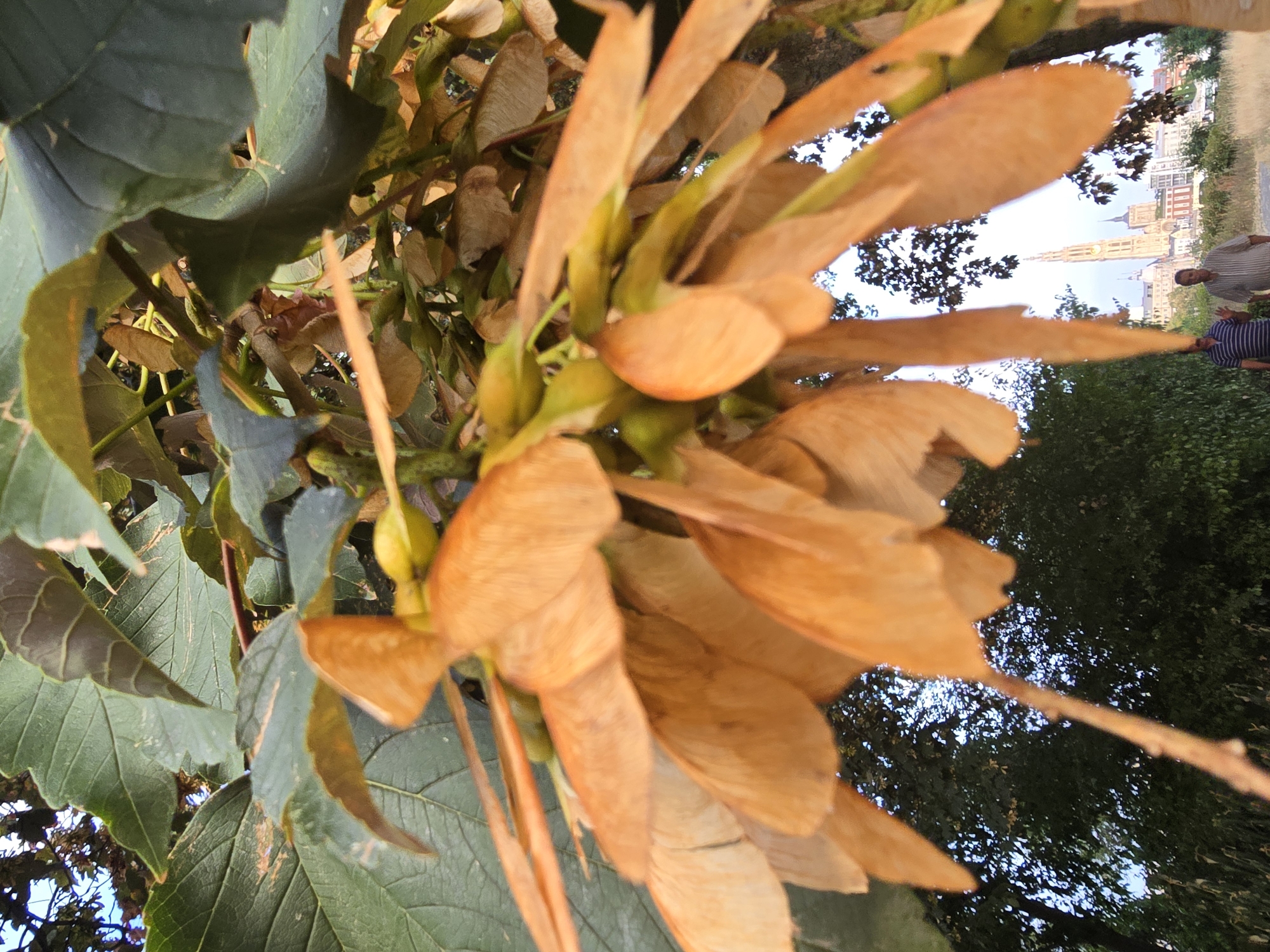 The photograph captures a close-up view of a cluster of maple tree samaras, commonly known as "helicopters," hanging from a branch. The samaras are a dried, orangey-brown color and dominate the foreground of the image. Beyond the tree canopy, a distant city skyline is visible, featuring a prominent cathedral with a tall spire and clock tower, suggestive of Antwerp, Belgium. Two individuals, both adult males, are walking on a path in the middle ground. The man on the left is wearing a blue and white striped shirt and is waving. The man on the right is wearing a light-colored striped shirt. The background consists of dense green foliage and trees, with hints of sky peeking through. The overall impression is a snapshot of nature intertwined with urban architecture.