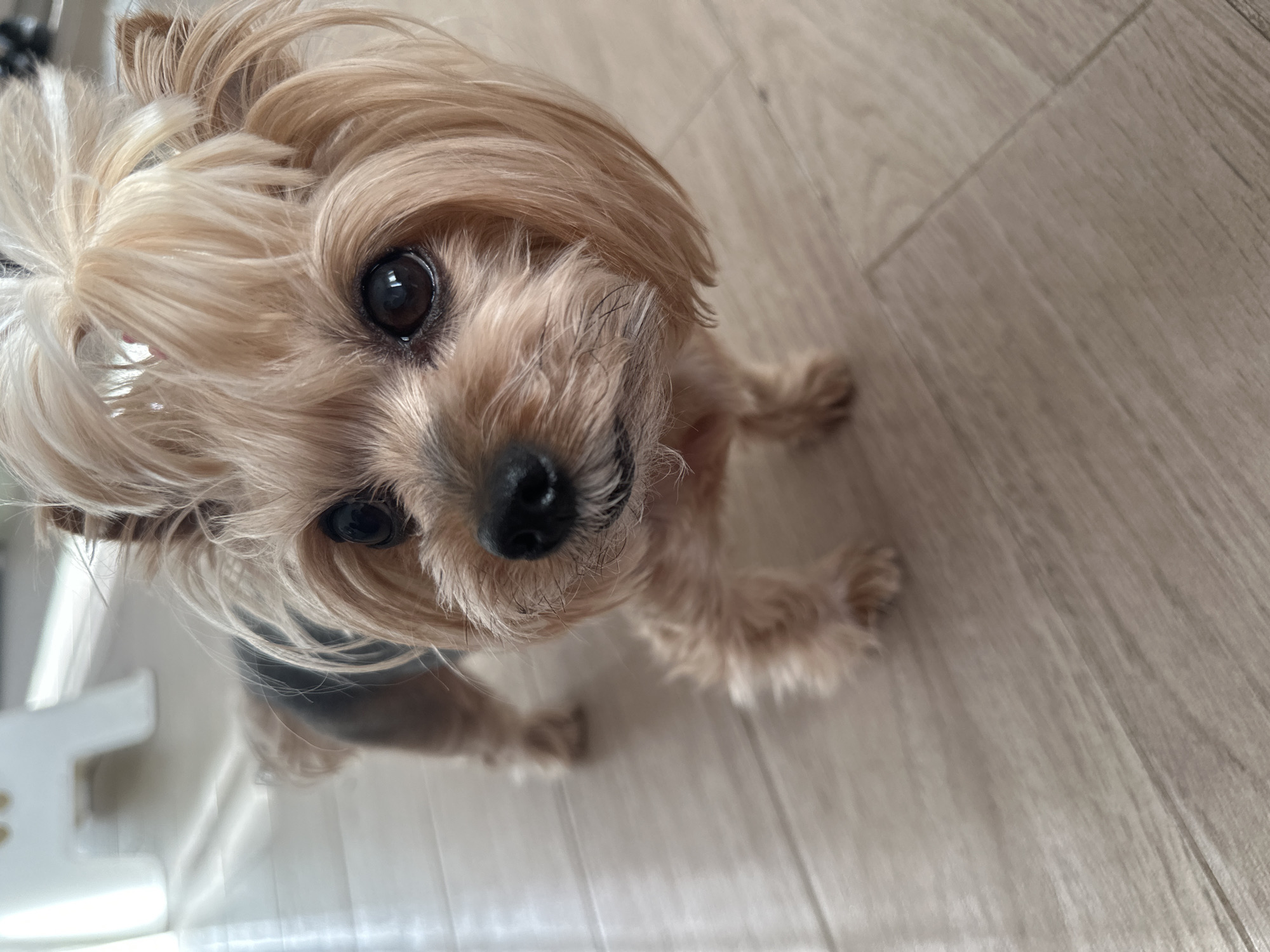 A close-up, high-angle shot shows a small, tan and black Yorkshire Terrier dog looking up at the camera. The dog has soft, layered fur and dark eyes. The background is a light-colored, wood-look floor. The dog's paws are visible. A small white object is partially visible in the lower left corner of the image. The location is unknown and cannot be determined from the image.