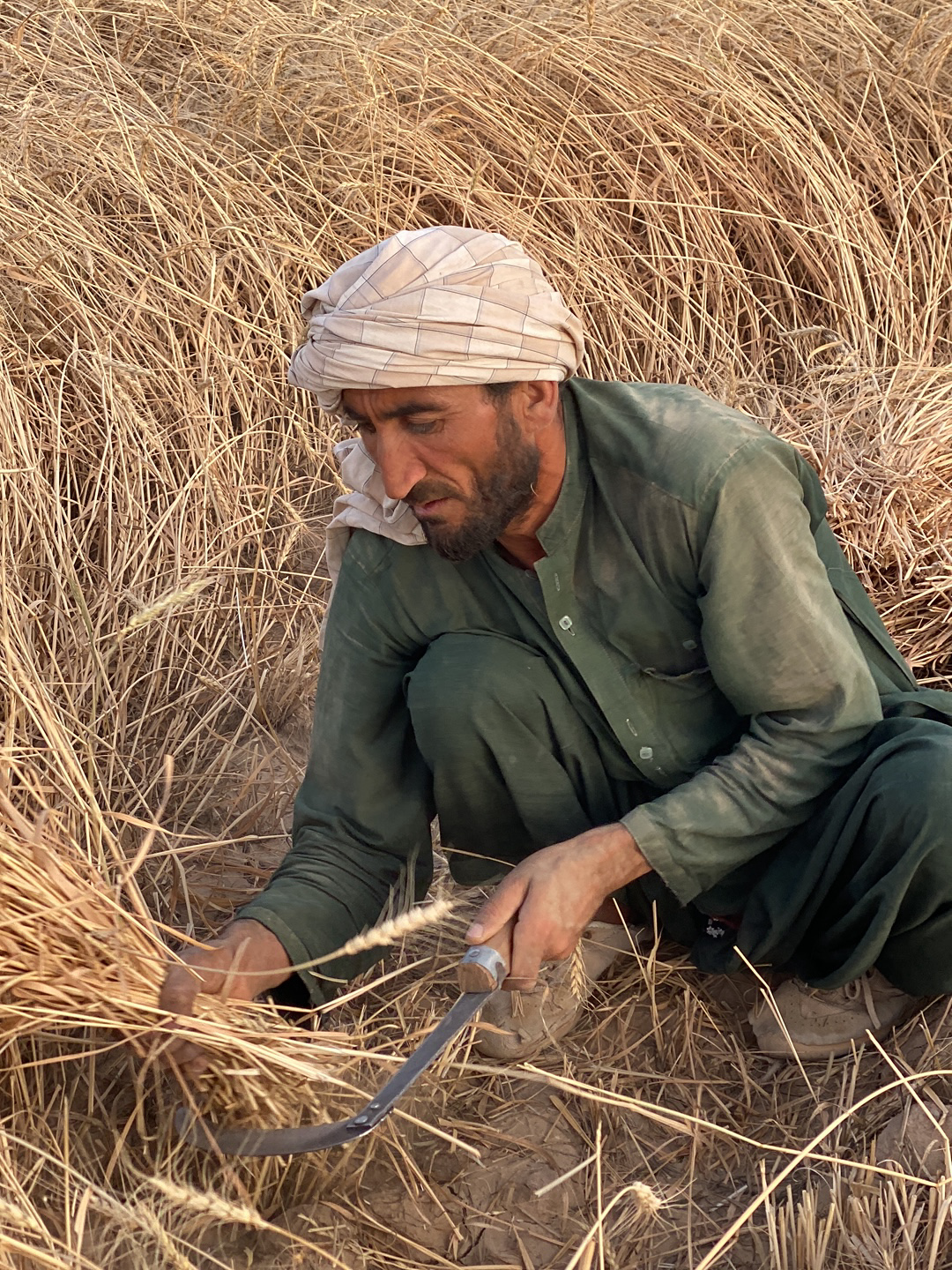 An Afghan man is harvesting wheat in Alaqadari Daman, Afghanistan. He is squatting in a field of dry, golden wheat stalks, wearing a green tunic and patterned turban. In his right hand, he holds a short, curved sickle, and in his left hand, he gathers a bundle of wheat for cutting. The scene is lit by natural light, suggesting an outdoor setting. The ground is visible between the wheat stalks.
