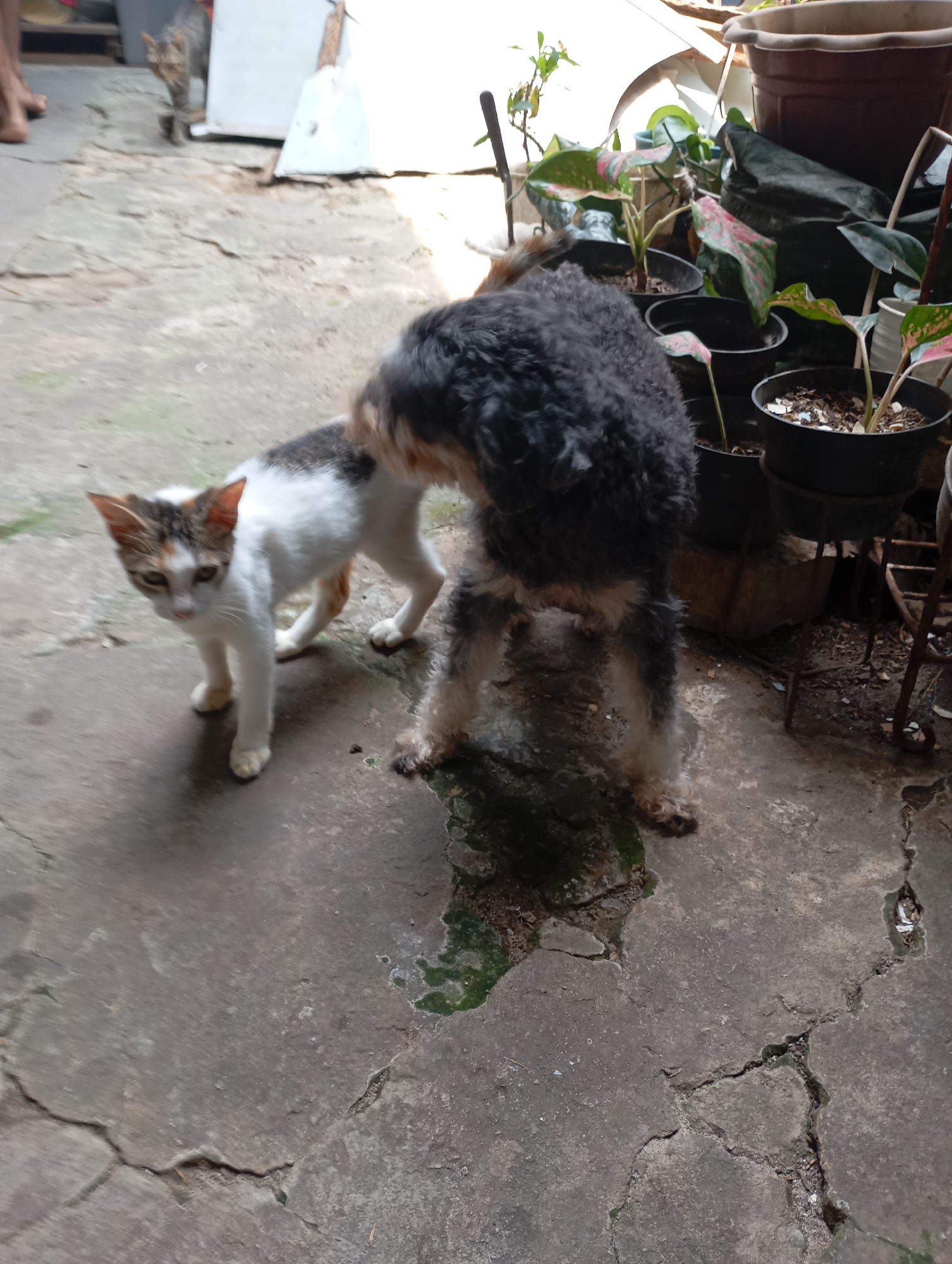 A small, tri-colored cat with white, black, and orange markings stands on a cracked concrete surface. Behind it, a black and tan dog, possibly a poodle mix, stands facing away from the camera. The dog has curly fur and light tan legs. In the background, several potted plants are visible, some with green and pink leaves. To the left, a glimpse of a person's legs and feet suggests their presence. The scene appears to be an outdoor, possibly backyard, area.