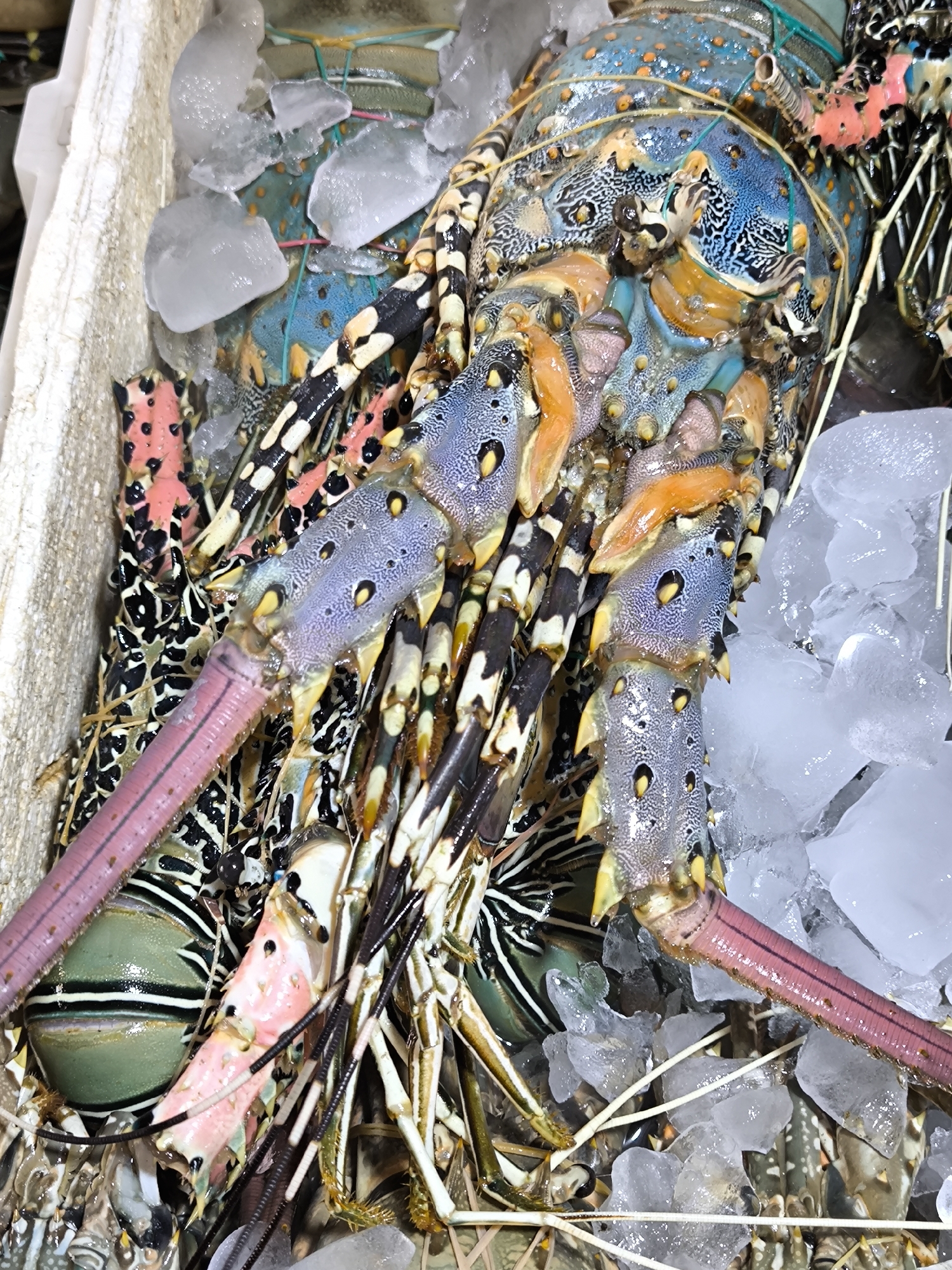 The image shows a close-up of a variety of colorful lobsters displayed on ice, likely at a seafood market or restaurant in Kuta, Indonesia. The lobsters exhibit a range of vibrant colors, including blues, greens, pinks, and oranges, with intricate patterns on their shells and limbs. The ice helps preserve the freshness of the seafood. The lobsters are arranged haphazardly, possibly indicating a recent catch or delivery. The setting appears to be a commercial establishment or a food-related venue, which can be located in Kuta, Indonesia.