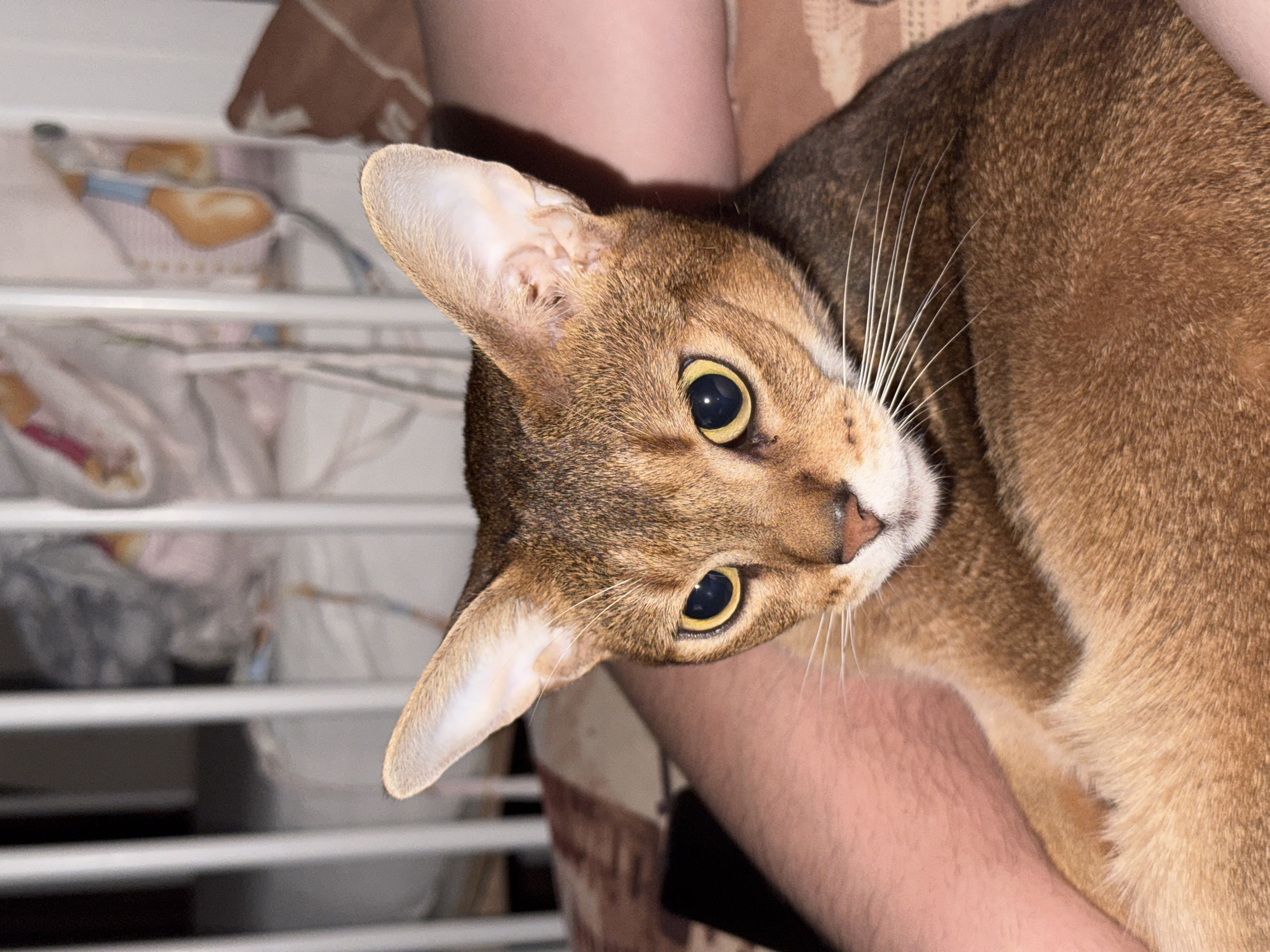 The image shows a close-up of a brown Abyssinian cat with large yellow eyes and prominent ears. The cat is resting on a person's lap, with their legs visible in the foreground. The background appears to be a bedroom, with a crib and bedding visible. The lighting suggests it is nighttime or indoors with artificial light. There is no discernible connection to Chaikovsky, Russia, in the visual information provided.
