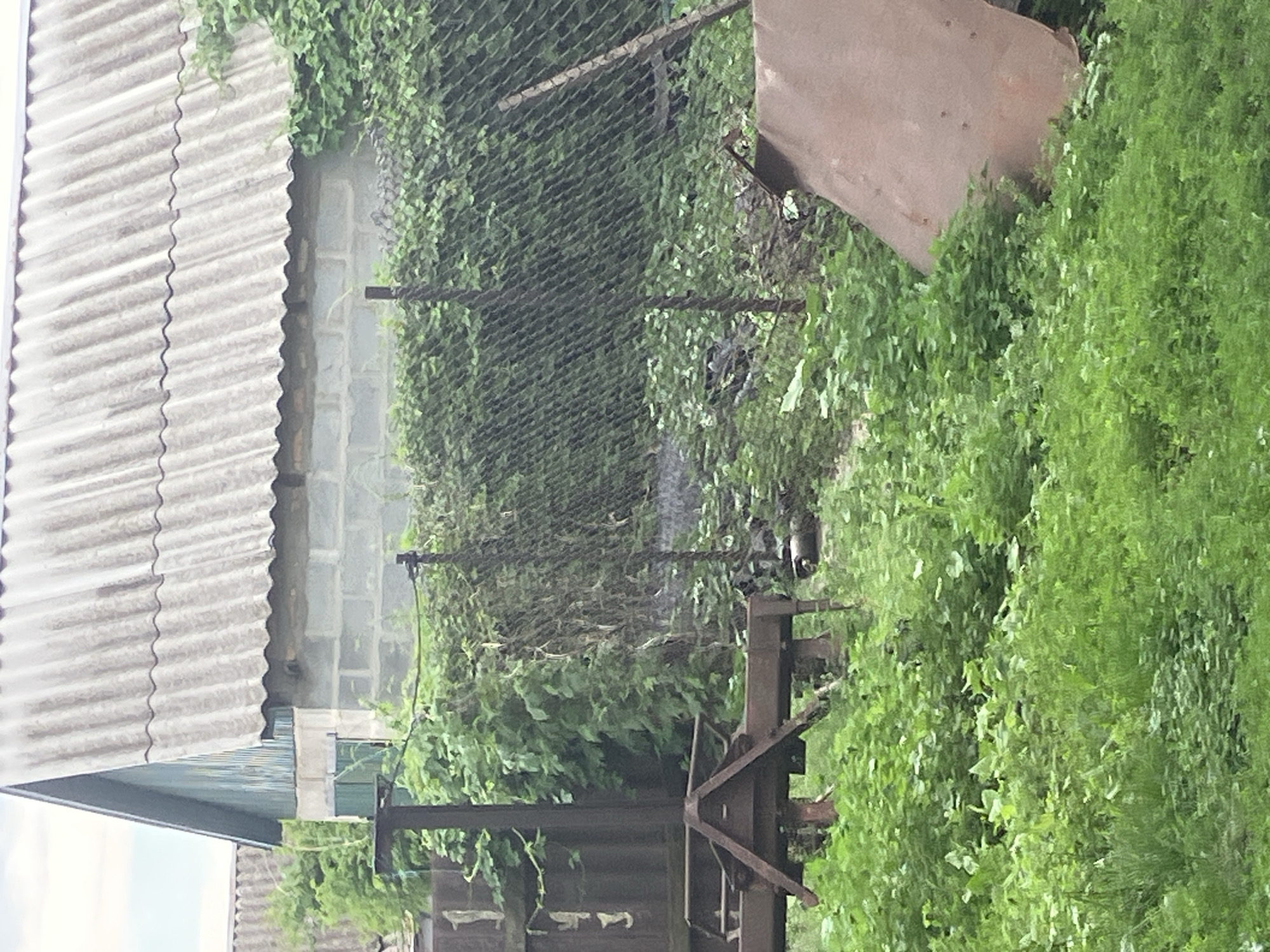 The image depicts an outdoor scene with a building and overgrown vegetation in Vovkivka, Ukraine. A corrugated metal roof covers a portion of a building constructed with concrete blocks. A green-painted section of the building, possibly with shutters, is visible. A chain-link fence, partially covered by dense green vines and foliage, runs across the middle ground. In the foreground, thick green grass and various plants grow abundantly, obscuring some of the ground and objects. To the left, a dark, weathered metal object, possibly part of a structure or equipment, stands partially visible. In the lower center, a rusty metal implement with a triangular frame and legs is situated amongst the vegetation. To the right, a large, curved piece of rusty metal, likely a discarded component, is partially visible, also surrounded by greenery. The overall impression is one of a rural or semi-abandoned area with evidence of both construction and natural overgrowth.