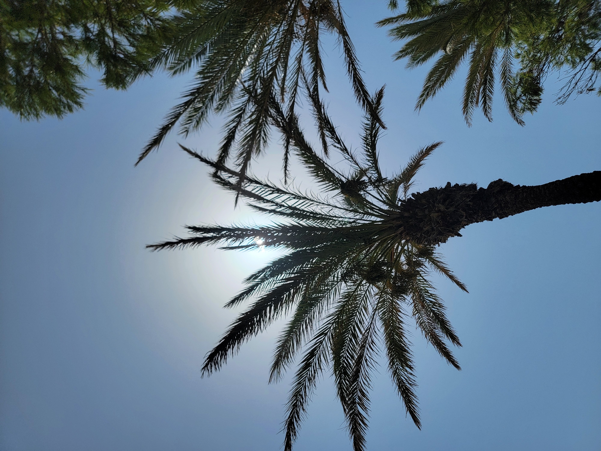 This is a low-angle, full shot photograph taken in Quarteira, Portugal, depicting the sky with palm trees silhouetted against the bright sun. The sun is partially obscured by the fronds of a large palm tree in the foreground, creating a lens flare effect. The sky is a clear, pale blue. To the right and upper right of the frame, there are additional palm fronds and the green foliage of another tree, also against the sky. The texture of the palm tree trunks is visible where they are not completely silhouetted. The overall impression is of a sunny day, possibly midday, with the strong sunlight creating high contrast between the dark silhouettes of the vegetation and the bright sky.