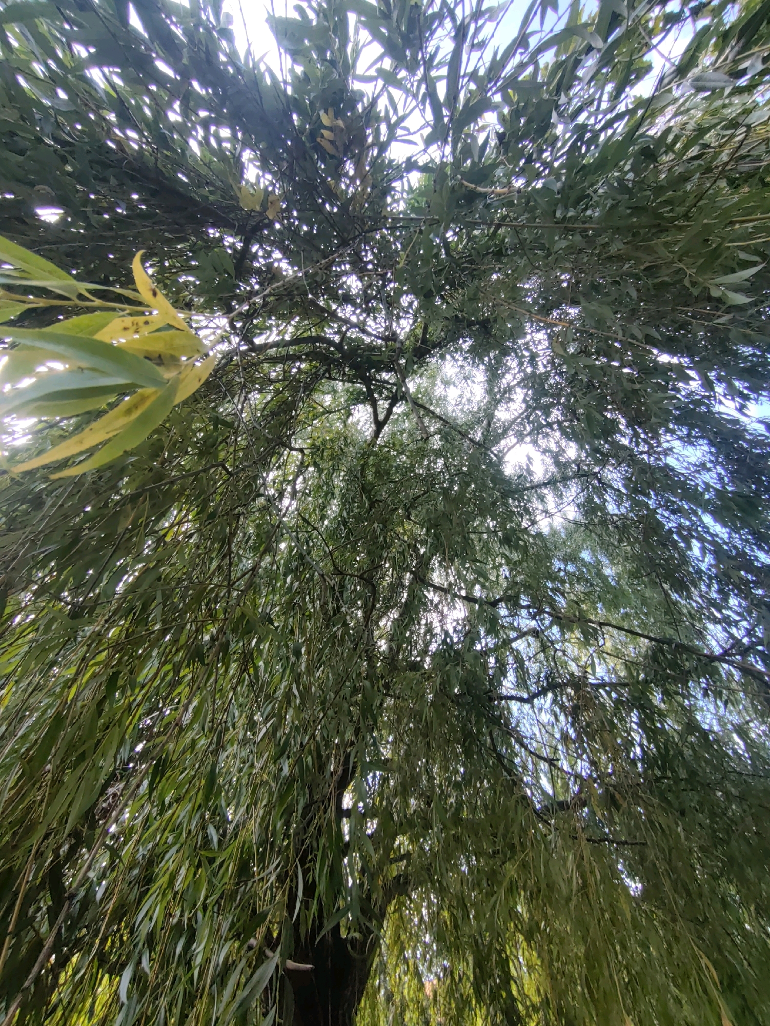 An upward-facing, full-frame, low-angle shot captures the dense foliage of a weeping willow tree, its long, slender leaves and branches cascading downwards. The sun is visible through the canopy, creating bright highlights and dappled light effects. A small portion of the bright blue sky is visible through the gaps in the leaves at the top of the frame. The overall impression is one of lush greenery and natural light filtering through the tree. This scene could be found in a park or garden within the city of Jonava, Lithuania, as weeping willows are common ornamental trees in such settings. No people or specific man-made objects are discernible in the image.