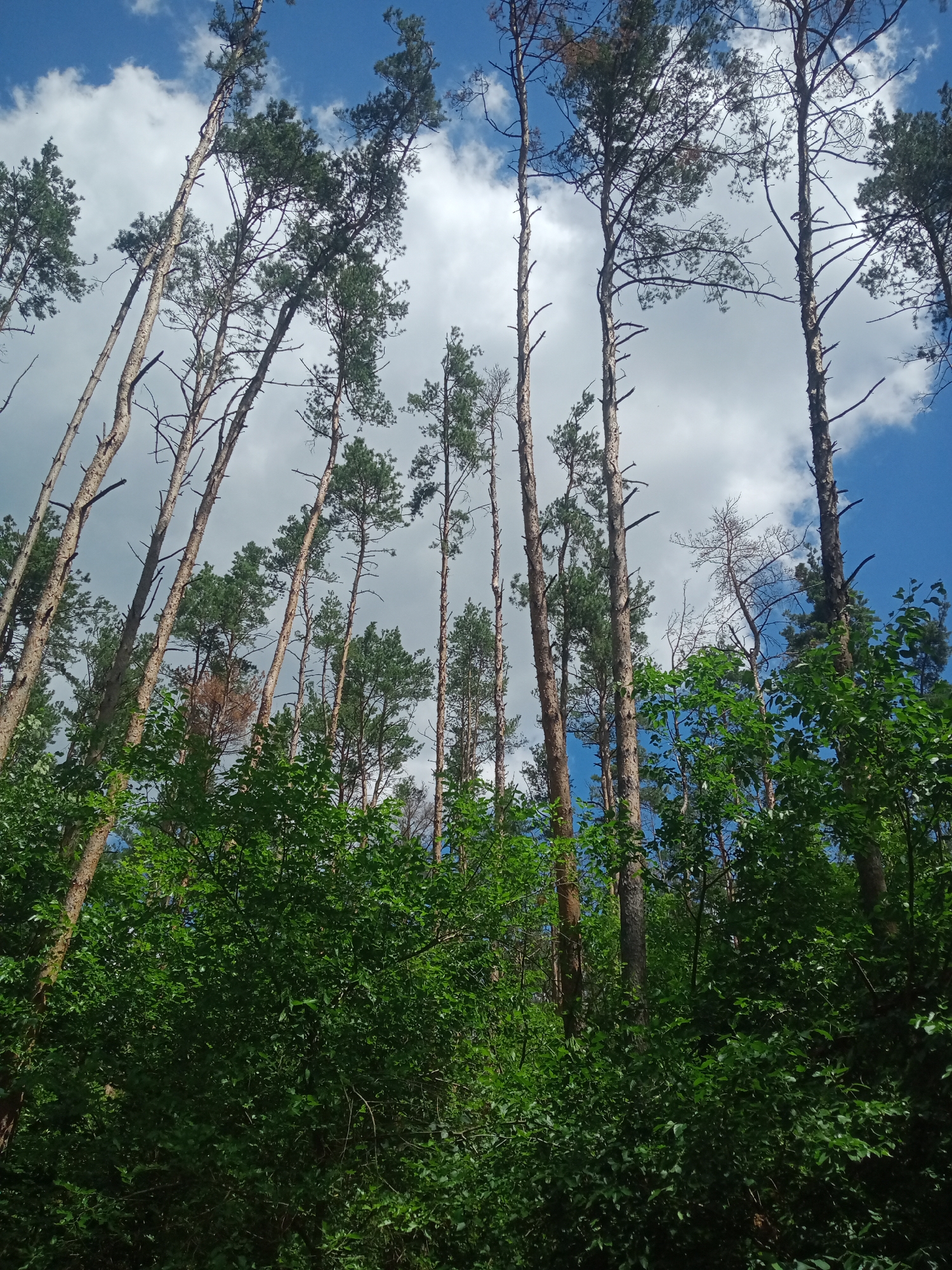 A low-angle shot looks up at tall, slender pine trees with sparse needles against a bright blue sky with scattered white clouds. The trunks of the pine trees are a light brown, with visible bark texture, and they are leaning at various angles. In the foreground and middle ground, dense green foliage of deciduous trees and bushes creates a lush undergrowth. Some of the pine trees appear to be dead or decaying, with bare branches. The scene depicts a forest, possibly on the outskirts of Vlasivka, Ukraine, during daytime under sunny conditions.
