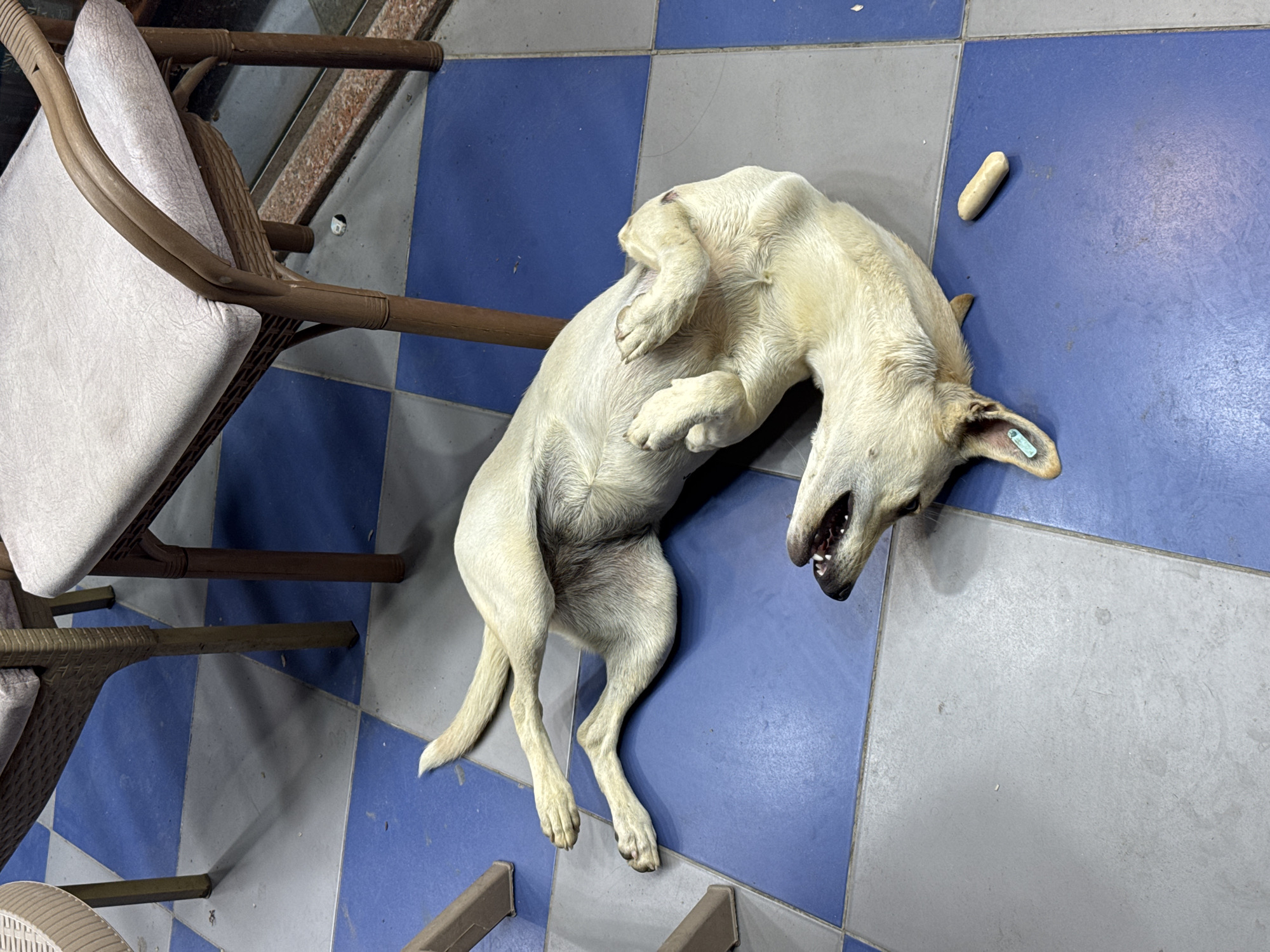A medium-sized, light-colored dog is lying on its back on a blue and gray checkered floor. The dog's legs are splayed out, and its mouth is open, revealing its teeth. A small, light-colored object, possibly a piece of food or a toy, is on the floor near the dog's head. Two chairs with woven frames and light-colored cushions are visible in the background, as well as the legs of another unseen chair. The scene appears to be outdoors, possibly on a patio or in a courtyard. A small, light blue tag is visible on the dog's ear.