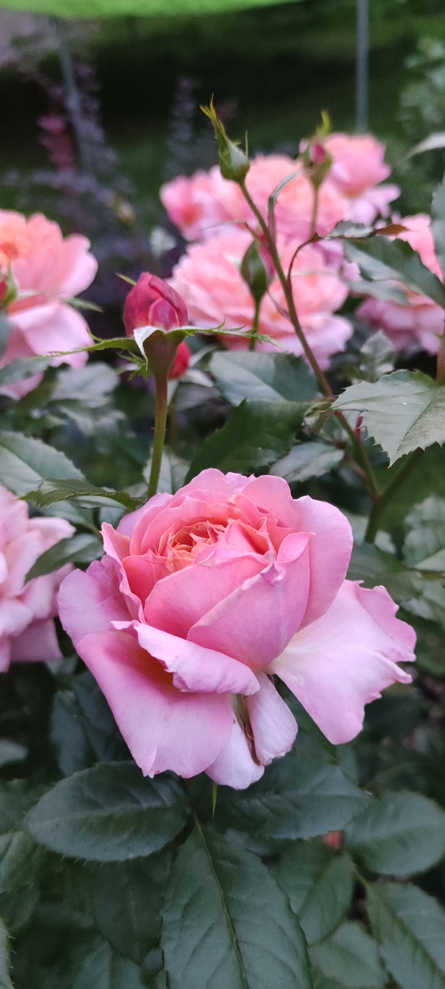 A close-up, eye-level, vertical shot captures a cluster of pink roses in Rosinka, Russia. The foreground is dominated by a fully bloomed, pale pink rose with ruffled petals and an orange-tinted center. Its stem is visible, adorned with dark green leaves, some of which are slightly out of focus. Behind this main bloom, other pink roses, some fully open and some in bud, create a soft, blurred background. One prominent bud, a deep magenta color, is visible on a thin stem to the left of the main rose. The overall setting appears to be a garden, with hints of other greenery and foliage in the background. The lighting is soft, suggesting it might be a cloudy day or late afternoon. There are no people or animals in the frame.