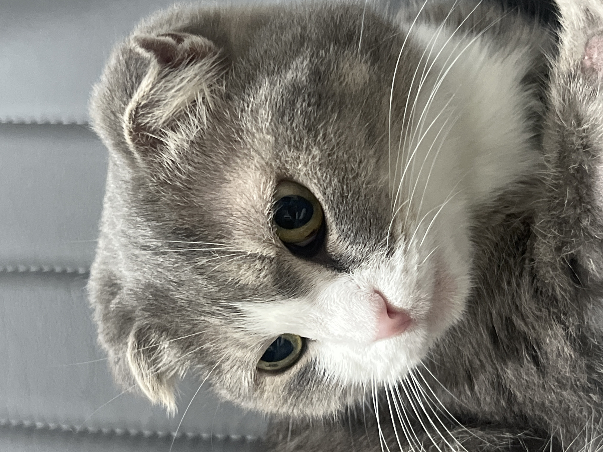 The image shows a close-up of a grey and white Scottish Fold cat. The cat has distinctive folded ears, green eyes, and a pink nose. Its fur is short and dense. The background is a textured grey surface, possibly a wall or furniture. There is no discernible city or location information present in the image.