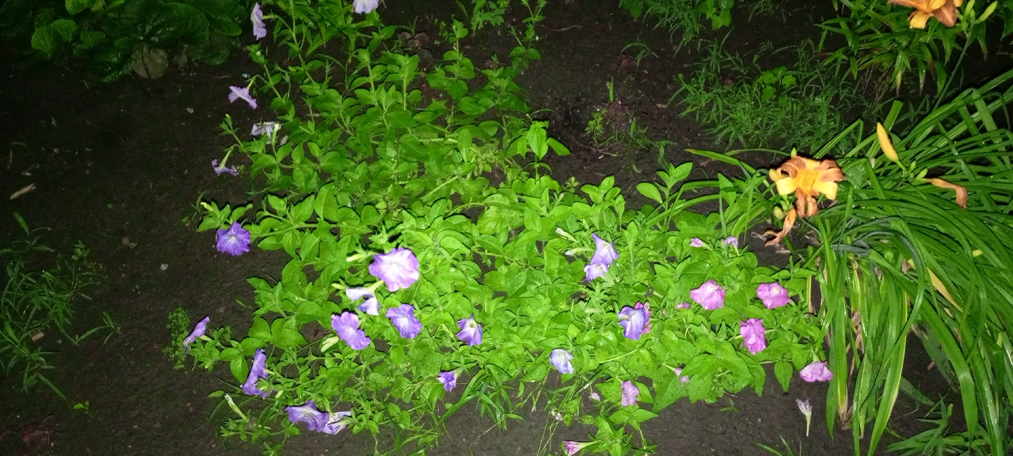 The image shows a garden bed with purple petunias and orange daylilies. The ground is dark and moist, suggesting recent rain. The plants are lush and green, with some wilting petals on the daylilies. The lighting is dim, indicating it might be evening or overcast. The setting appears to be a residential garden in Kirsanov, Russia, with no people or animals visible in the frame.