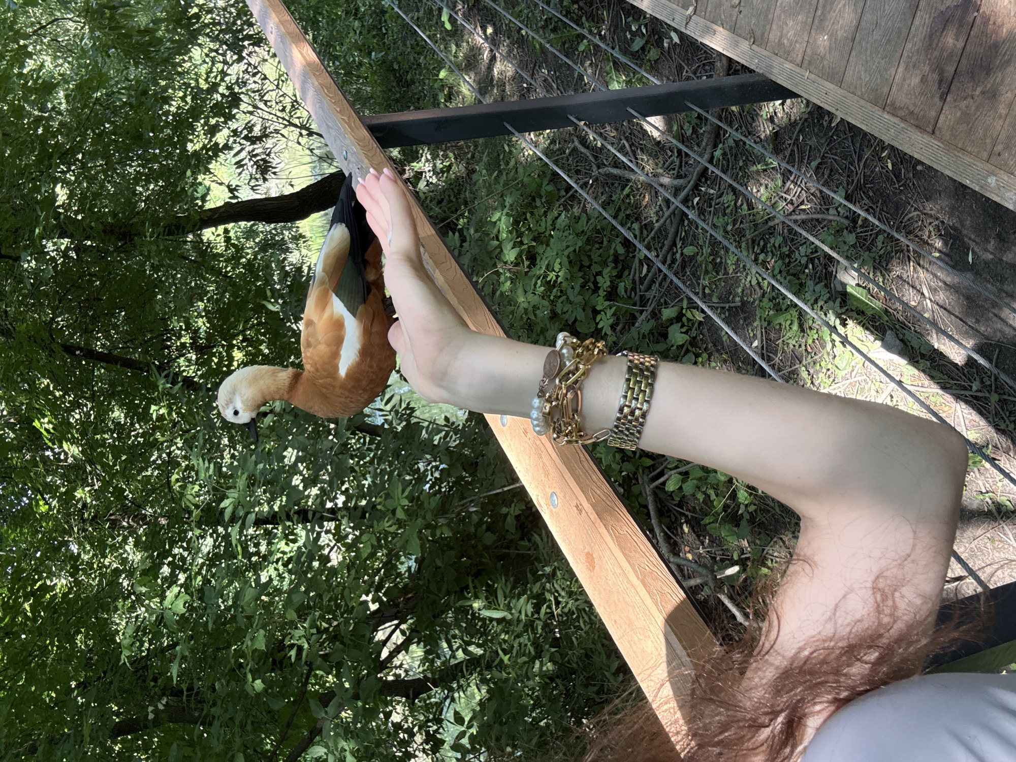 This media file shows a person's arm extended towards a ruddy shelduck in a natural outdoor setting. The duck, with its characteristic reddish-brown plumage, white head, and dark beak, is perched on a wooden railing. The person's arm is adorned with several bracelets, including a gold link bracelet and a pearl bracelet, suggesting a casual or recreational outing. The background reveals lush green foliage, indicating a park or a wooded area with dense trees and undergrowth. The sunlight filtering through the leaves suggests it is daytime. A wooden deck or boardwalk is visible in the upper right portion of the image, and metal wires or cables run horizontally below the railing, possibly part of a fence or safety barrier. The scene appears peaceful, with the person interacting gently with the wild bird. The setting is likely Moscow, Russia, given the context.
