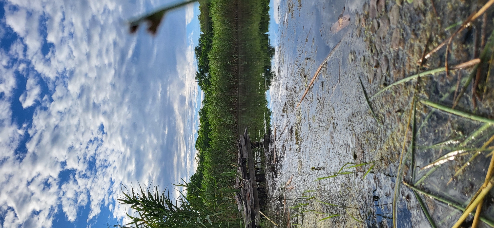 This is a vertical, wide-angle, eye-level, full shot of a tranquil natural scene, likely in a rural area of Ukraine, possibly Hetmanivka. The image is dominated by water and greenery, with a reflective sky overhead.
The scene depicts the edge of a body of water, possibly a river or a pond, with lush green reeds and tall grass growing densely along the bank. The water itself is murky and appears to contain debris such as fallen leaves and twigs, with some areas of algae visible. The surface of the water reflects the sky, which is a bright blue with scattered, fluffy white clouds. The reflection creates a mirror image of the sky, adding depth to the scene.
In the foreground, on the right side of the frame, more blades of grass and reeds are visible, some emerging from the water. On the left side, a pile of weathered wooden planks lies partially submerged, suggesting the remnants of a dock or some man-made structure that has fallen into disrepair.
The overall impression is one of natural beauty and peacefulness. The time of day appears to be late morning or early afternoon, given the brightness of the sky and the quality of the light. The weather seems fair and pleasant, with a clear sky and likely mild temperatures. There is no discernible human activity or text present in the image. The scene evokes a sense of quietude and immersion in nature.