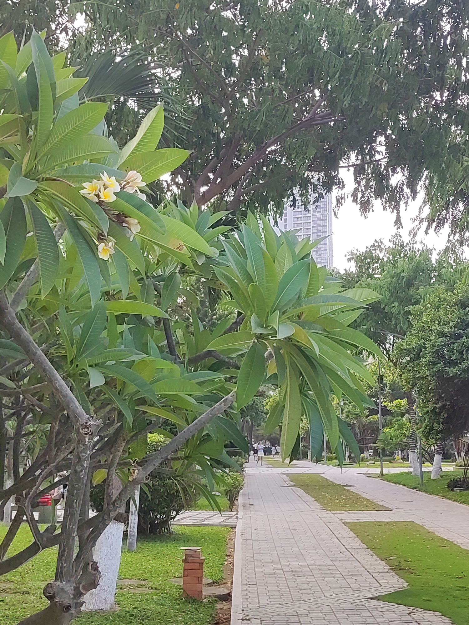 The image shows a park in Nha Trang Ward, Vietnam. A paved walkway runs through the park, flanked by green grass and trees. In the background, a tall building is visible. The image captures a serene park scene with people walking in the distance.