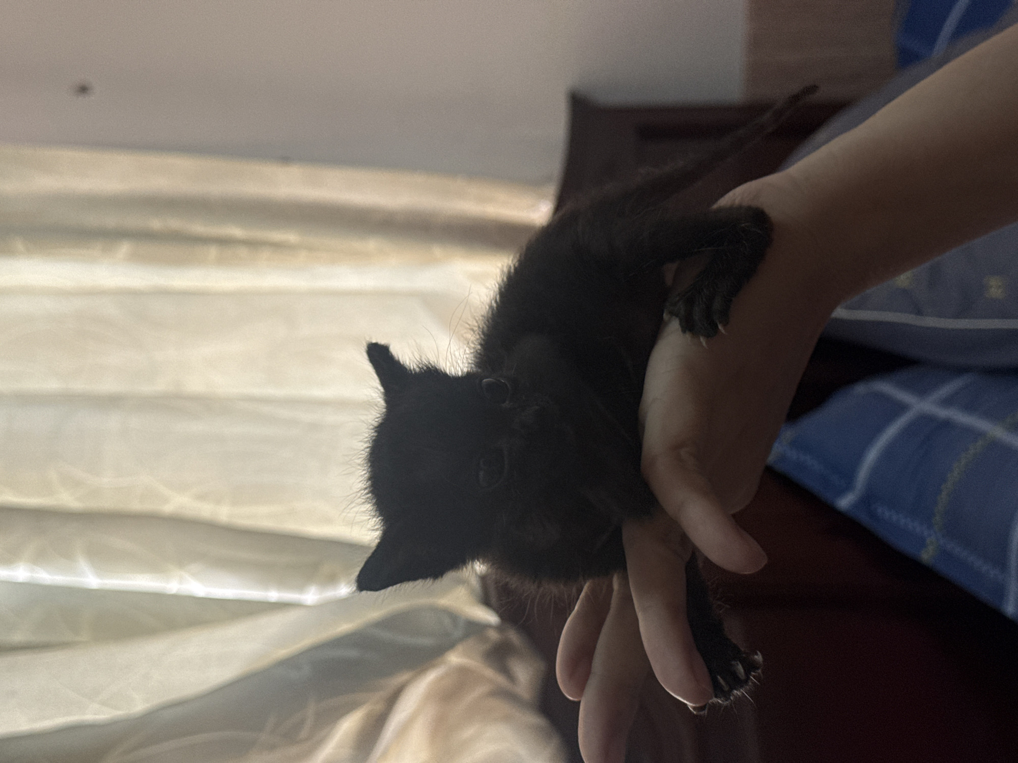 A very young, black kitten is being held in an outstretched hand. The kitten's fur is dark and appears to be soft. Its ears are pointed and stand upright. Its eyes are open and looking forward. The kitten's paws, with visible claws, are resting on the hand. The background consists of light-colored curtains, a wooden headboard, and a blue and white patterned fabric. The scene is indoors.