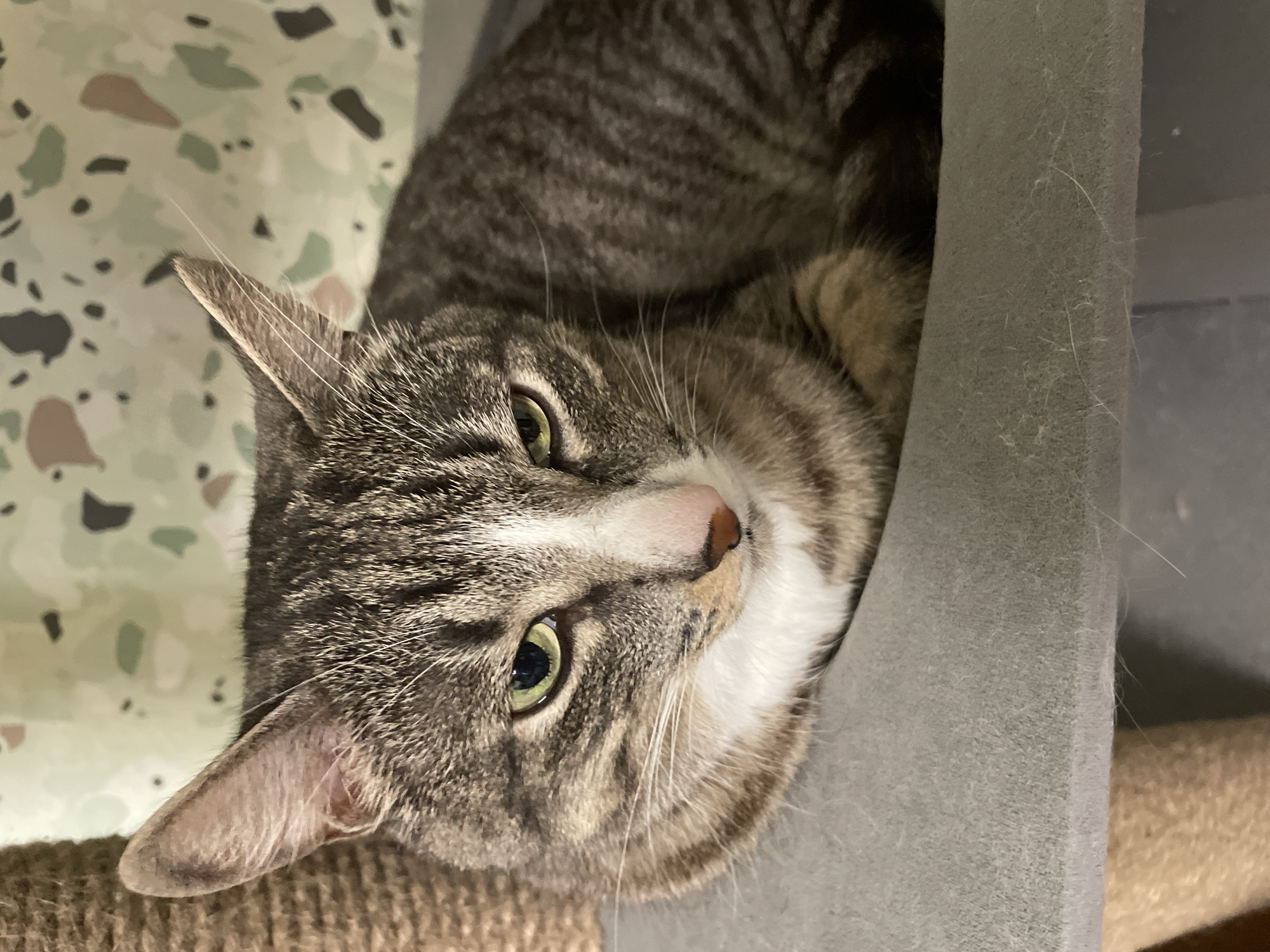 An adult tabby cat with green eyes is lying down on a grey surface. The cat's fur is a mix of grey, black, white, and brown. Its head is slightly tilted, and it appears to be looking towards the viewer. The background is a light green curtain with a speckled pattern. To the left of the cat is a part of a scratching post. The scene is indoors.