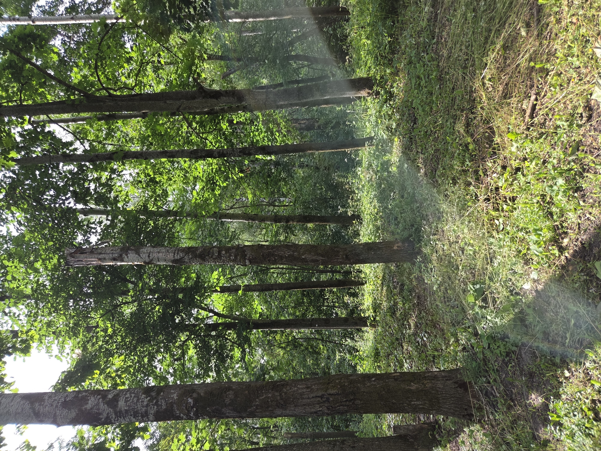 A sunlit forest floor in Zheleznogorsk, Russia, is depicted with a dense canopy overhead and numerous trees of varying heights. The ground is covered with lush green undergrowth, dry grass, and fallen twigs. Shafts of sunlight pierce through the foliage, illuminating patches of the forest floor and creating a hazy effect in some areas. The trees have rough bark, with some showing signs of decay. There are no people or animals visible in the image. The overall impression is one of a wild, natural setting within a forested area.