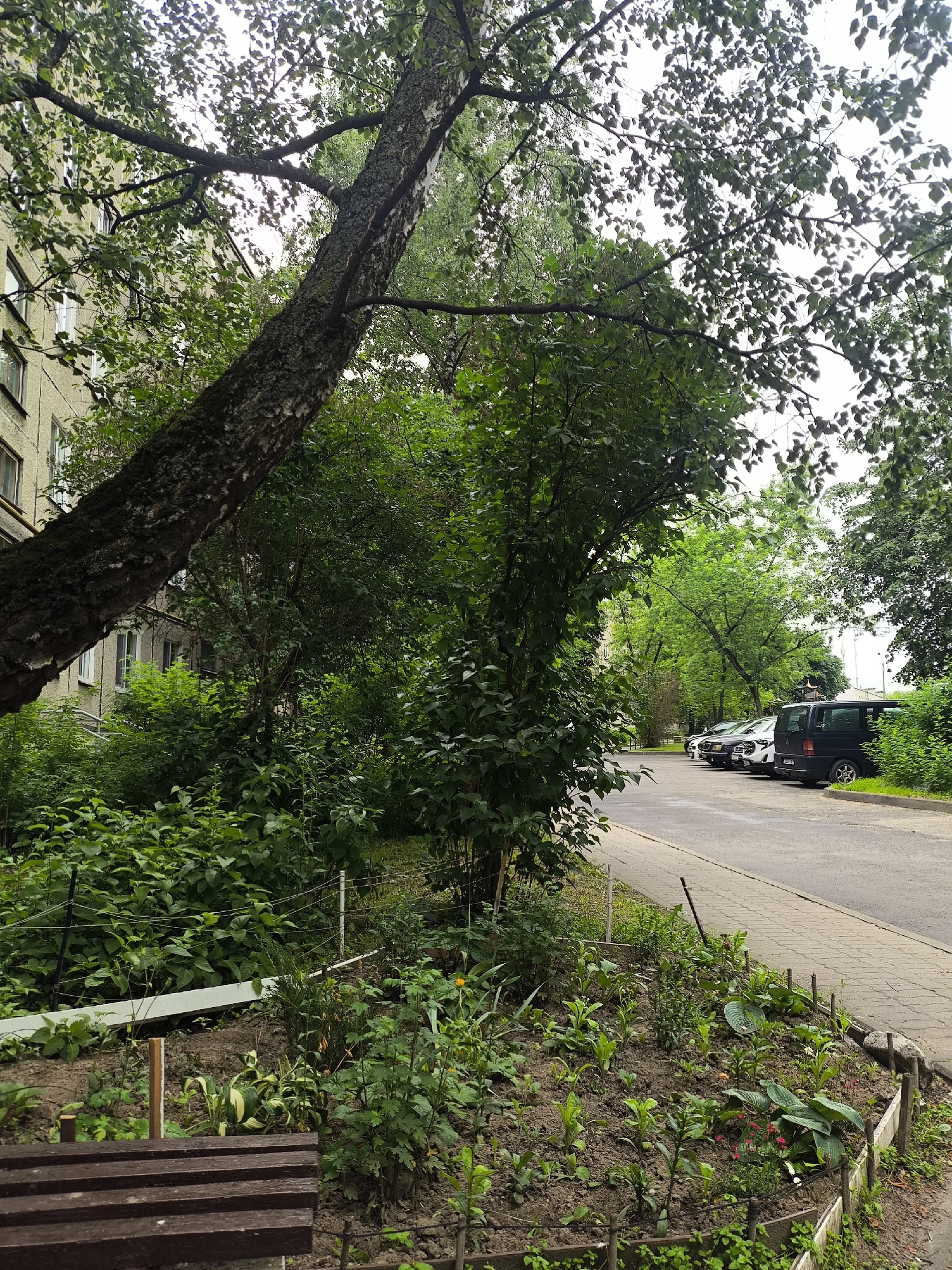An outdoor scene in Minsk, Belarus, captures a residential area with a focus on lush greenery and urban infrastructure. In the foreground, a dark brown wooden bench rests on a gravel path, partially obscured by a row of small green plants and a raised garden bed. The garden bed, delineated by a wooden border, contains a variety of young plants and flowers in rich soil, with thin wire fencing and wooden stakes supporting some of the vegetation.
To the left of the garden, a large, mature tree with dark, textured bark leans diagonally across the frame, its branches and leaves creating a dense canopy. Behind the tree and the foliage, a light-colored multi-story apartment building is visible, featuring numerous windows and balconies.
The middle ground of the image is dominated by dense green trees and bushes, creating a natural barrier between the residential building and the street. To the right, a paved sidewalk runs parallel to an asphalt road where several parked cars are visible, including a dark blue van, a white sedan, and two other dark-colored vehicles. The street is bordered by a curb and more green vegetation. The overall impression is one of a well-established urban environment where nature has been integrated with residential development. The sky above is overcast, suggesting a cloudy day.