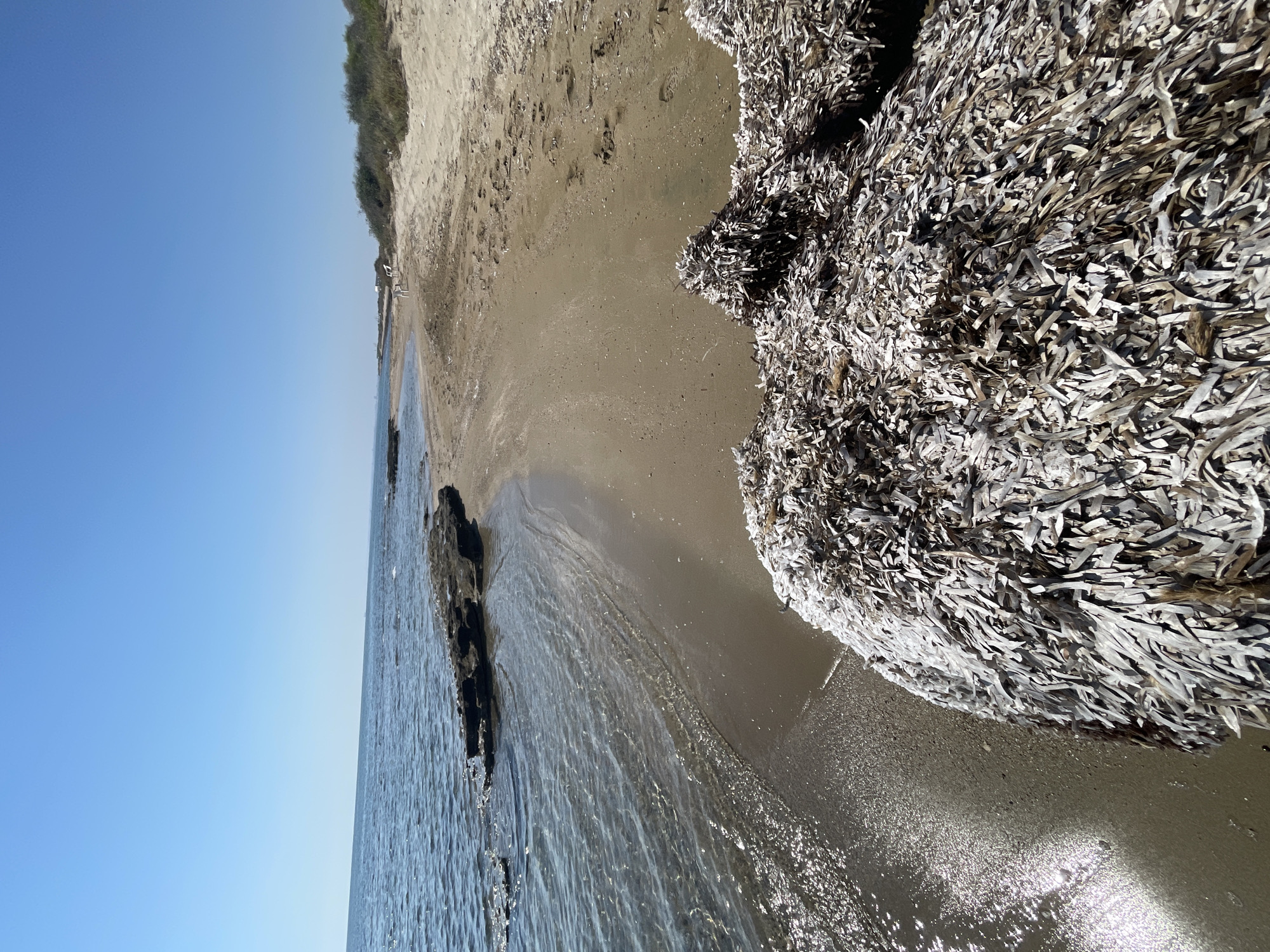 A low-angle, long shot captures a serene beach scene under a clear blue sky. The foreground is dominated by a large pile of dried seaweed, its texture a mix of light brown and white strands. To the left, the gentle waves of the Mediterranean Sea lap onto a sandy shore, with a cluster of dark, rugged rocks emerging from the water. The beach stretches into the distance, lined with sparse vegetation. In the middle ground, two white plastic chairs sit on the sand, hinting at a potential resting spot. The horizon is a clean, straight line separating the sea from the sky. The scene is devoid of any human activity or identifiable landmarks, suggesting a relatively secluded coastal area. The overall impression is one of tranquility and natural beauty, possibly a public beach or a less developed stretch of coastline.