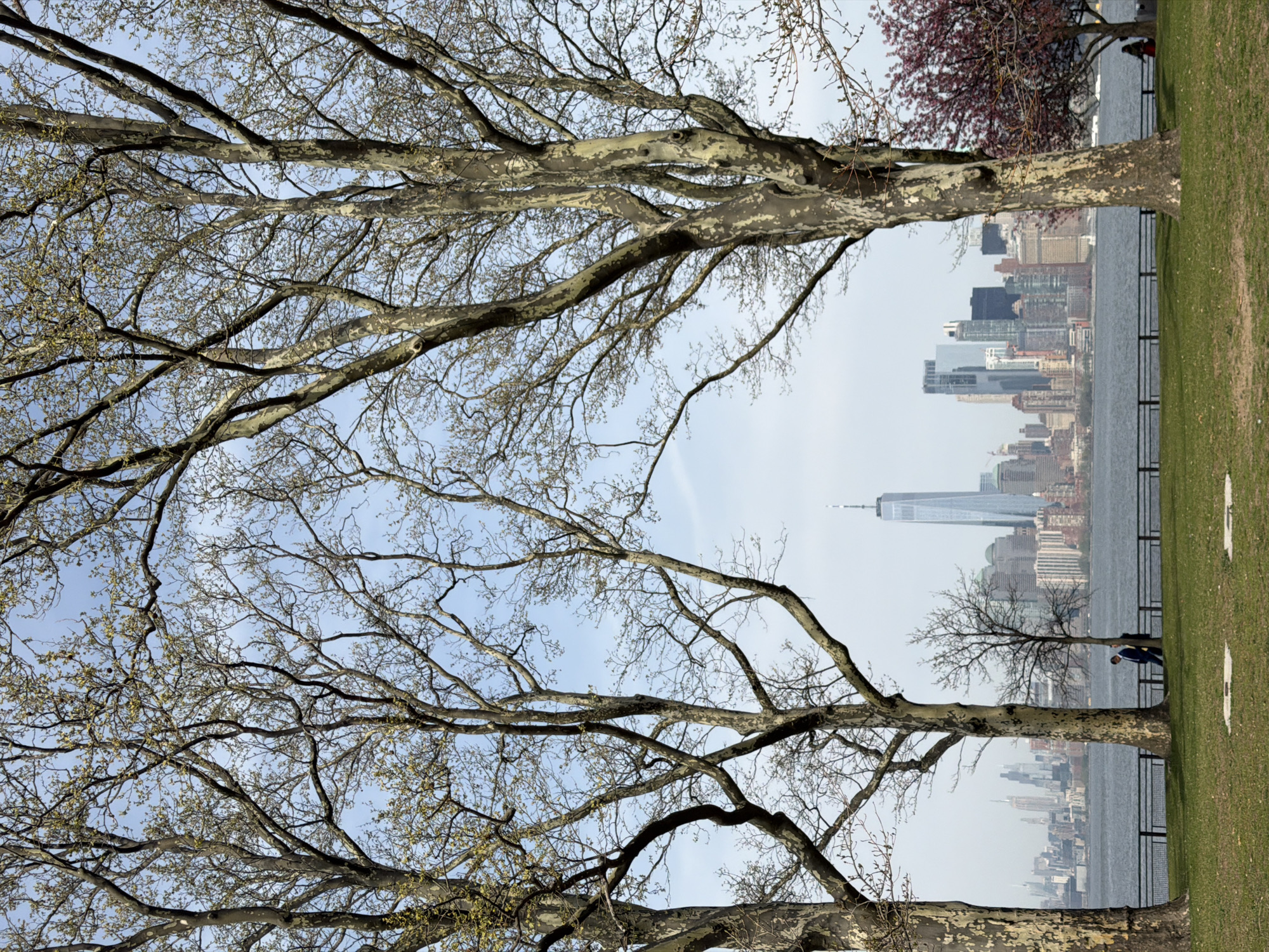 The image captures a panoramic view of a city skyline across a body of water, framed by large, bare-branched trees in the foreground. In the immediate foreground, several mature deciduous trees stand vertically, their branches mostly devoid of leaves or just beginning to bud, indicating late winter or early spring. The trees exhibit distinctive mottled bark, characteristic of sycamore or plane trees. Green grass covers the ground on the right side of the frame, suggesting a park or waterfront area. A black metal fence runs horizontally along the edge of the grassy bank, separating it from the water.
Two individuals are visible on the right side, leaning near the fence and a tree trunk, seemingly observing the view. One person is clearly seen in dark clothing, looking towards the water and the distant city.
Beyond the foreground elements, a wide expanse of water stretches horizontally, reflecting the light sky. Across this water, the skyline of a large city dominates the background. Prominently featured on the left side of the cityscape is the distinct spire of One World Trade Center (Freedom Tower), a key landmark of New York City. Numerous other skyscrapers and buildings contribute to the dense urban landscape.
The sky is a clear, light blue, indicating bright daylight and fair weather. The overall scene suggests a tranquil moment of urban appreciation from a green, waterside park. No visible text is present in the image.