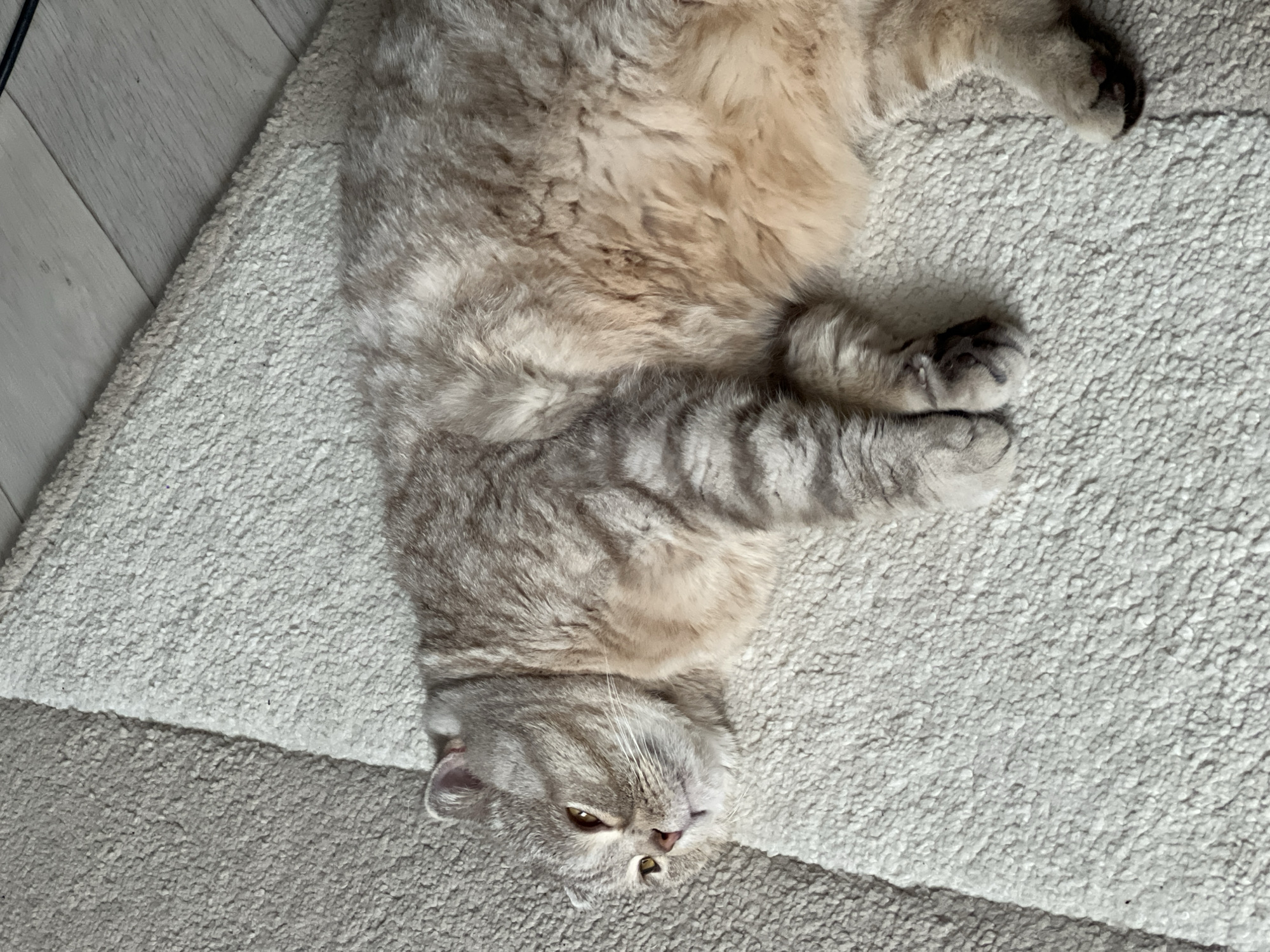 A beige and gray tabby cat is lying on its back on a light-colored shag rug. The cat is positioned mostly in the center of the frame with its head towards the bottom, and its body stretched out towards the top of the image. The cat has its paws curled up and appears to be relaxed. To the left of the rug, there is a light-colored wooden floor. The image suggests an indoor domestic setting. There is no mention of the location of the city of Chaikovsky, Russia, because it is not apparent in the image.