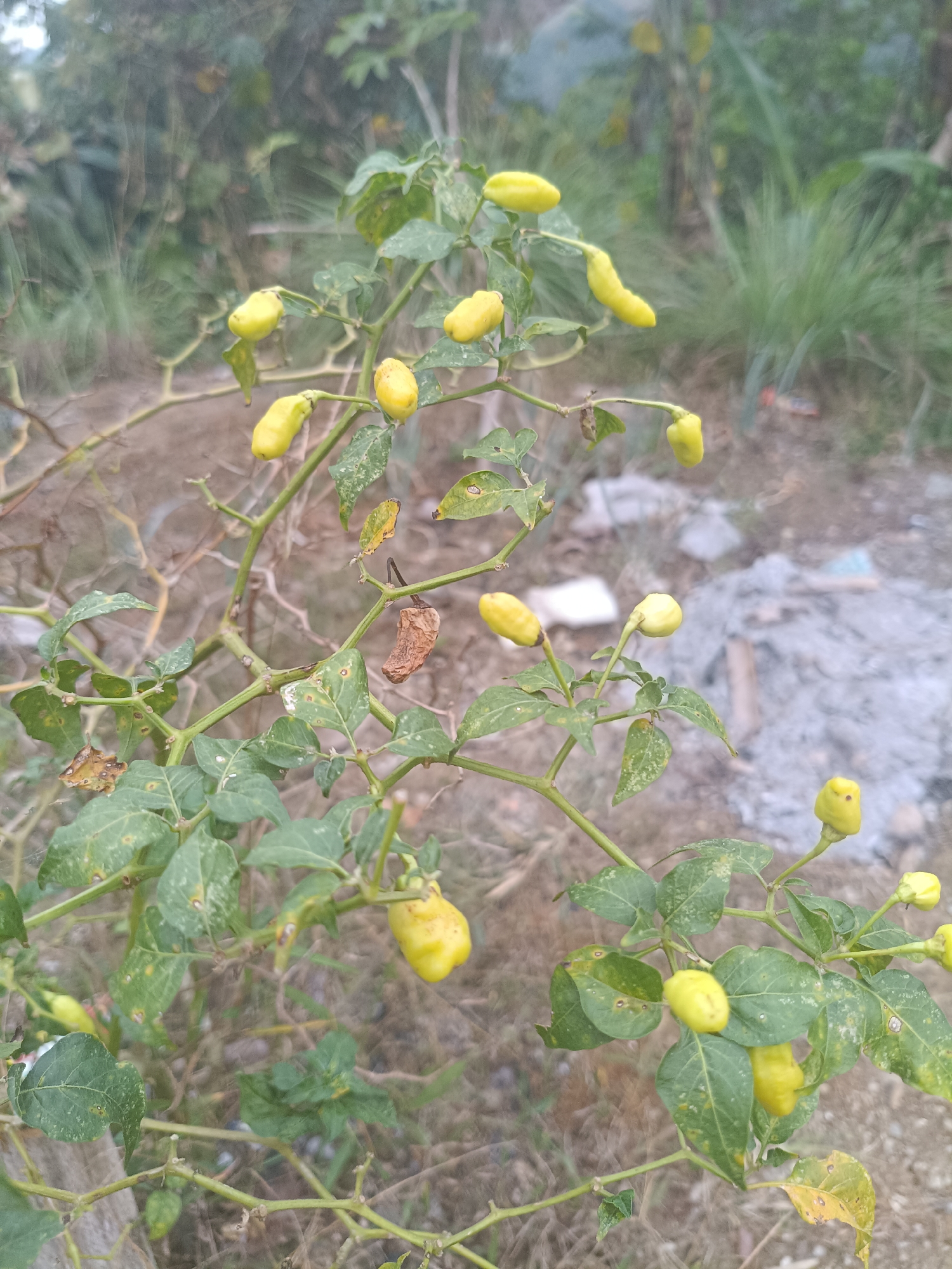 The image shows a close-up of a chili pepper plant with several small, pale yellow chilies growing on its branches. The plant has green leaves, some of which show signs of damage or disease. There is also one dried, brown chili visible on a branch. The background is blurred and appears to be an outdoor environment with dry earth, some vegetation, and possibly debris. The scene is likely located in a rural or garden setting in Kadununggal, Indonesia, as suggested by the foliage and the general appearance of the environment. There are no people or animals visible in the image.