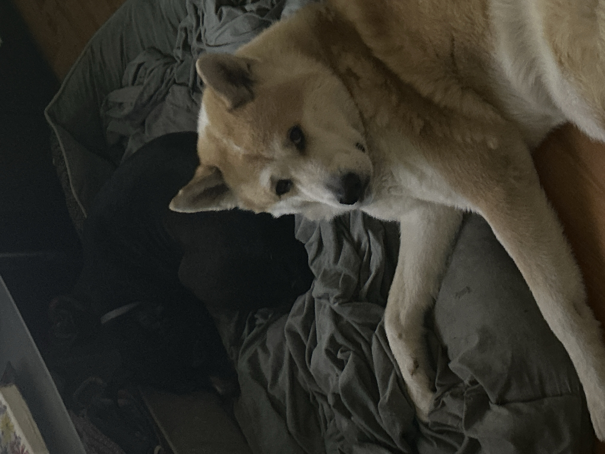 An Akita dog with light brown and white fur is lying on a grey wrinkled blanket. A black object is visible beneath the dog. The location and city of Sofia, Bulgaria cannot be determined from this image.