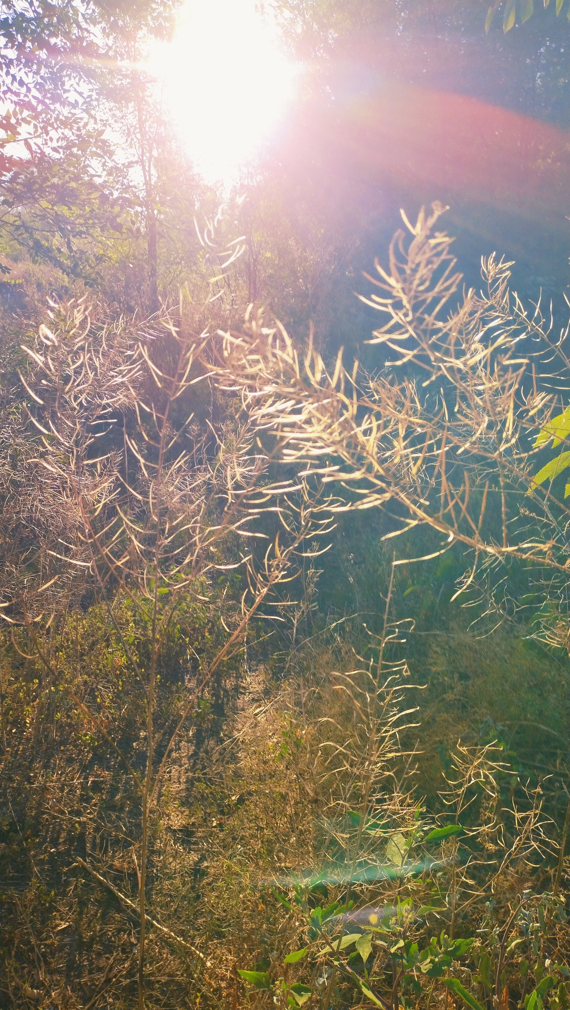 The image depicts a sun-drenched, natural scene with a focus on dry, spindly plants in the foreground. The sun is prominently visible, high in the sky, casting a bright, lens-flared light that washes out much of the background. The plants appear to be seed stalks or dried grasses, with delicate, elongated seed pods. The overall color palette is dominated by warm, golden and brown tones, with hints of green from foliage in the lower portion of the frame. The background is a blur of darker greens and browns, suggesting dense vegetation. The scene appears to be outdoors, in a rural or natural setting. There are no people or man-made objects clearly visible in the image, apart from the implied context of being in Horishni Plavni, Ukraine. The light creates a hazy, ethereal quality, with visible light flares and a soft focus.