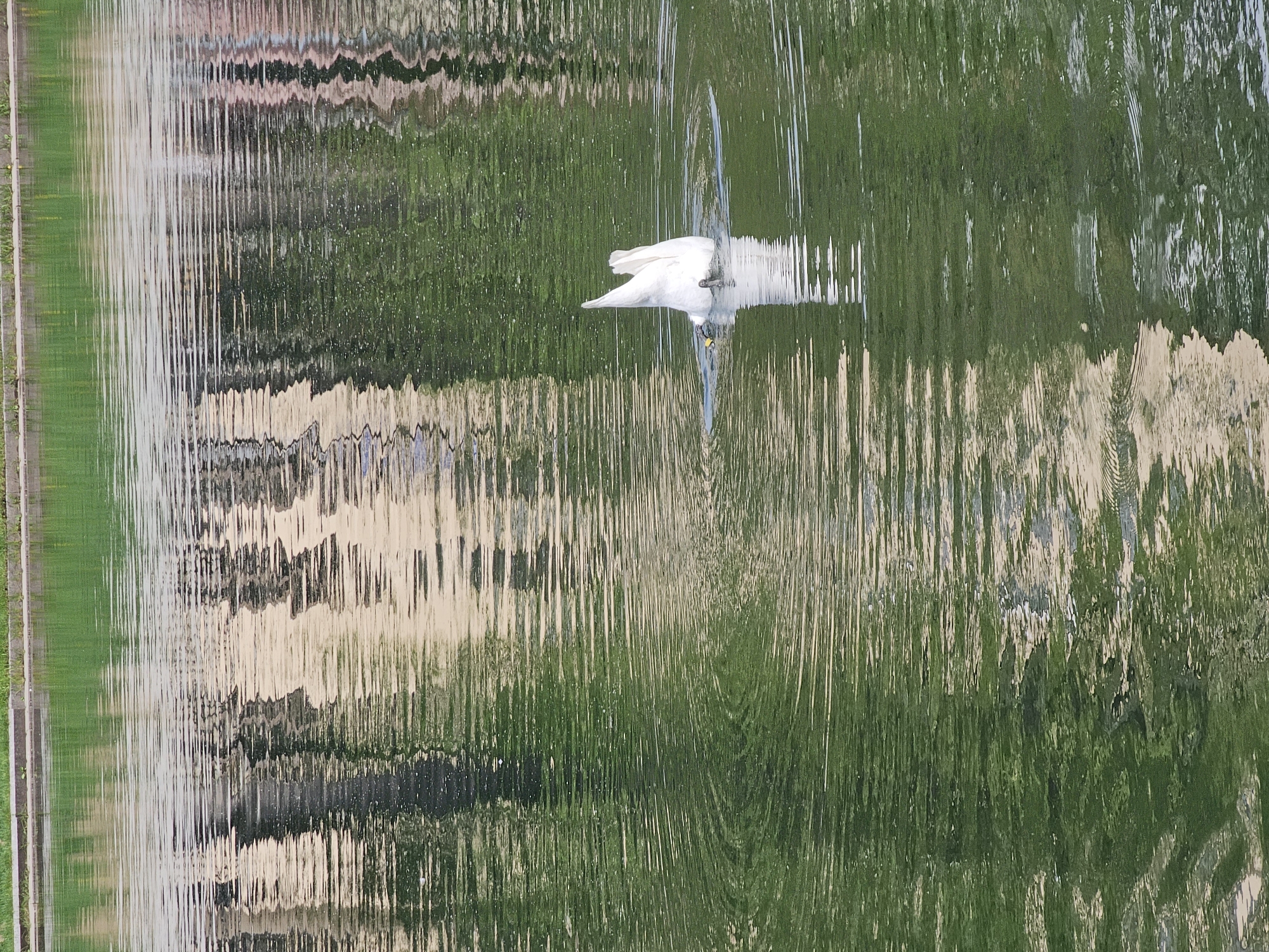 The image shows a reflection of a swan on the water. The rippled water surface distorts the reflection, creating vertical streaks. Other details, like buildings and greenery, are also visible as reflections in the water. The swan is white with a yellow beak. The location is Moscow, Russia.