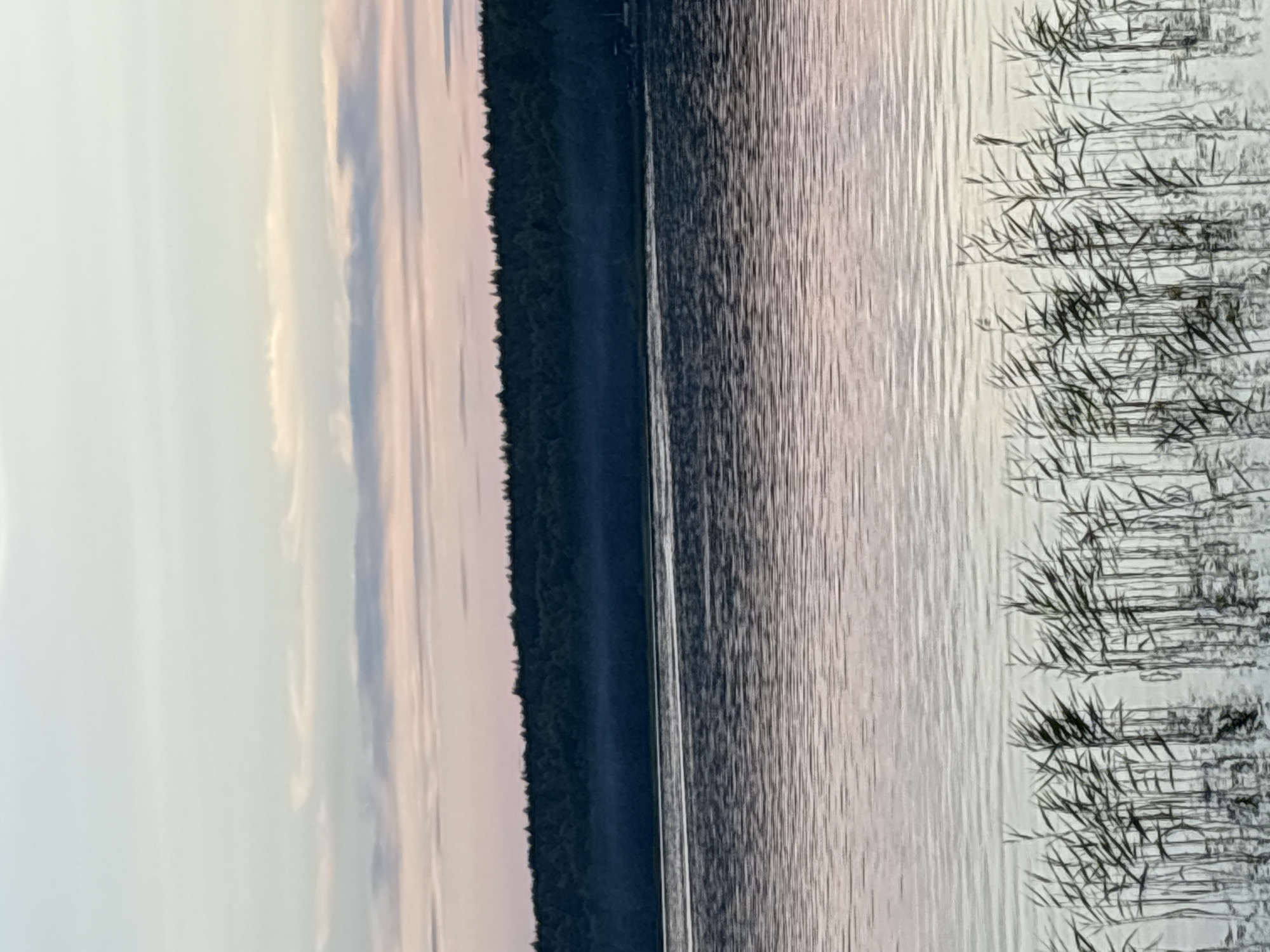 A serene natural landscape is depicted, likely during twilight or dawn, given the soft hues in the sky and water. The scene overlooks a body of water, possibly a lake, with calm ripples reflecting the pastel colors of the sky. In the foreground, tall reeds or grasses emerge from the water, their thin stalks and leaves swaying gently. Beyond the water, a dense line of dark green trees forms a treeline against the horizon, with a faint mist or haze visible just above the water's surface, obscuring the base of the trees. The sky is a gradient of pale blue, transitioning to soft pinks and whites, with subtle cloud formations. The overall impression is one of tranquility and natural beauty. The image is tagged as being in Shuiskaya Chupa, Russia.